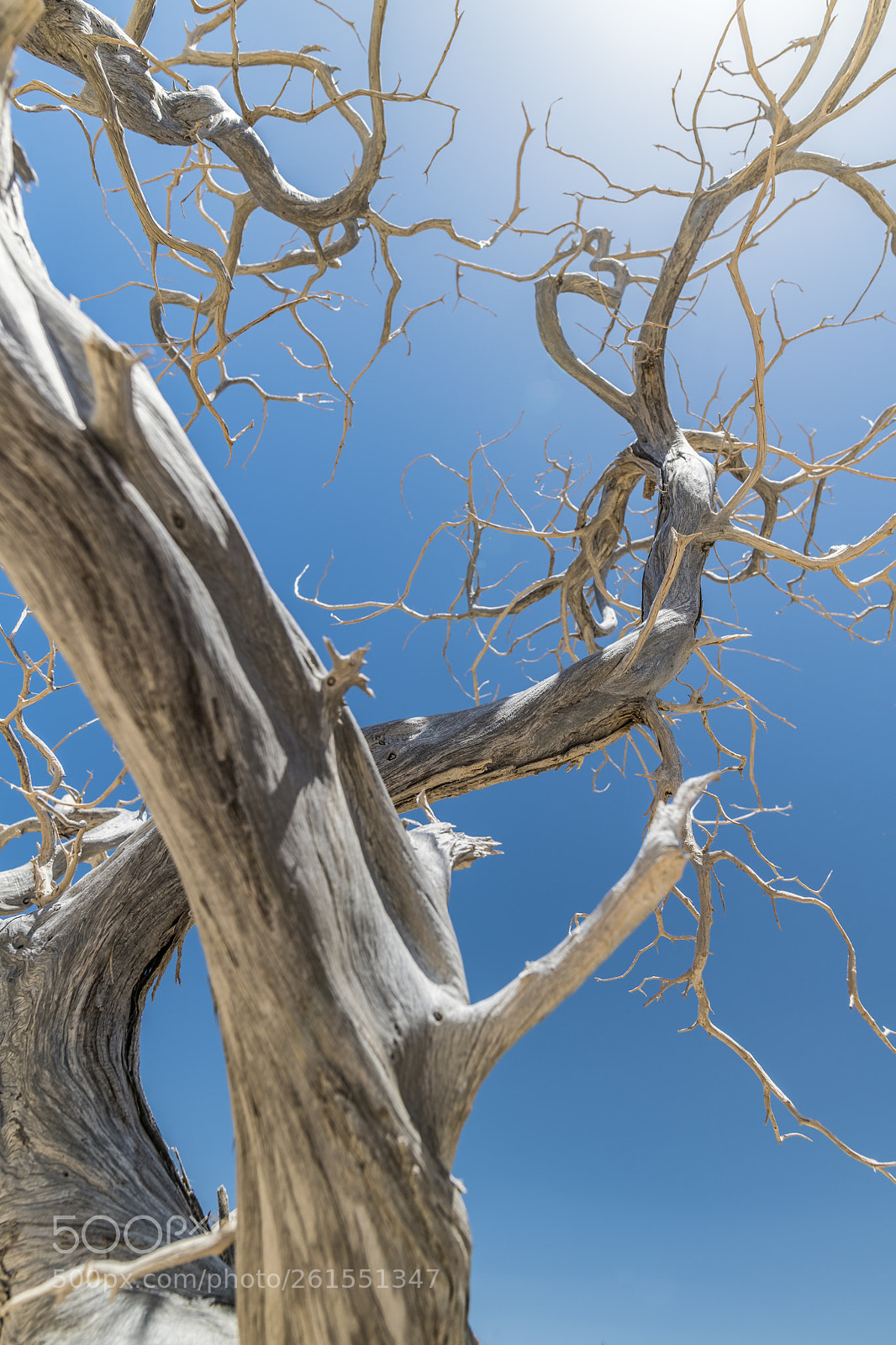 Nikon D850 sample photo. Cedar tree on chrissi photography