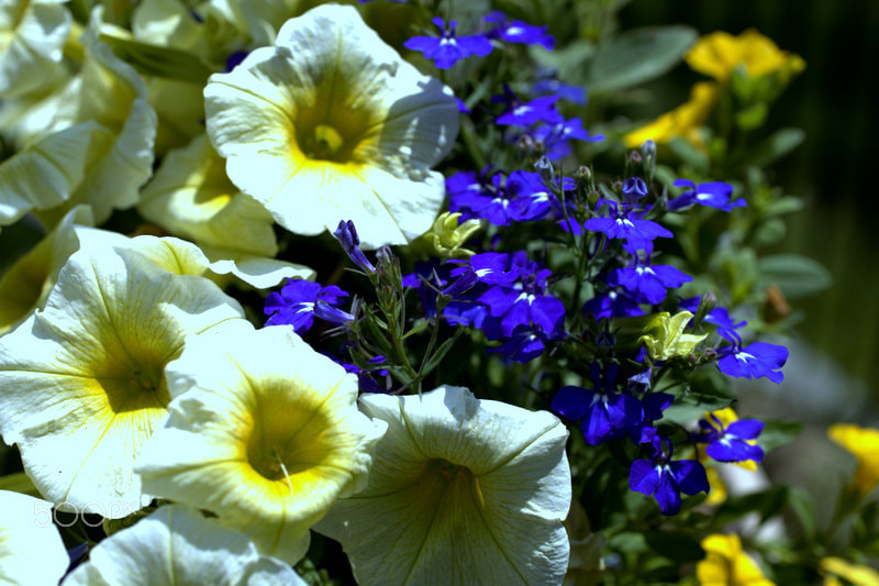 Canon EOS 5D Mark II + Canon EF 50mm F2.5 Macro sample photo. Spring flowers photography