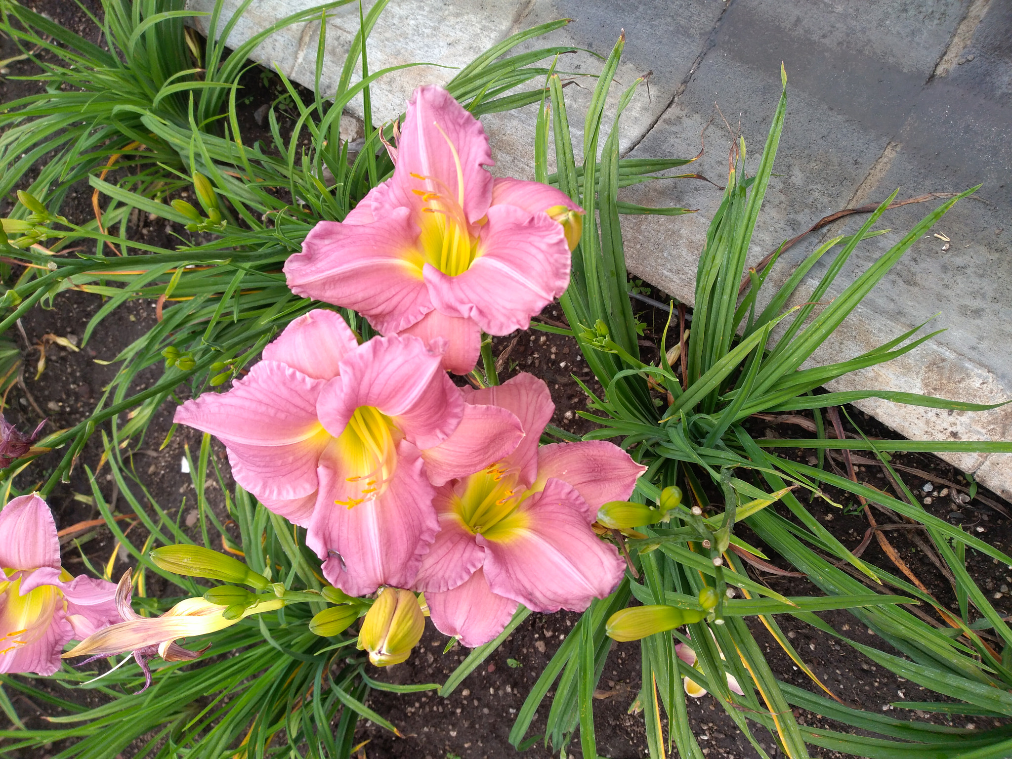 HUAWEI P9 LITE MINI sample photo