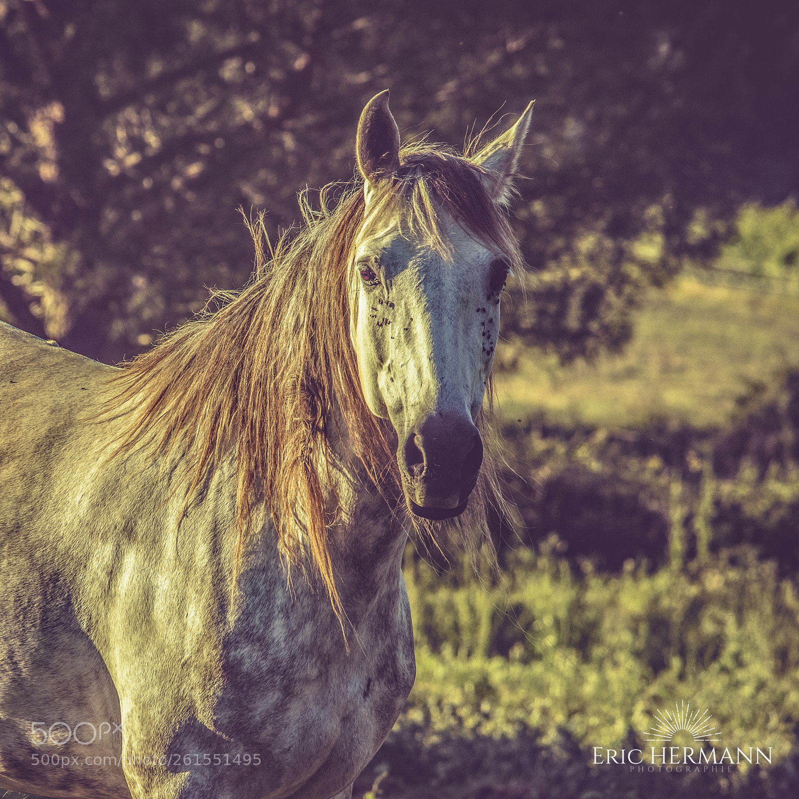 Canon EOS 7D Mark II sample photo. Fra cheur du soir photography