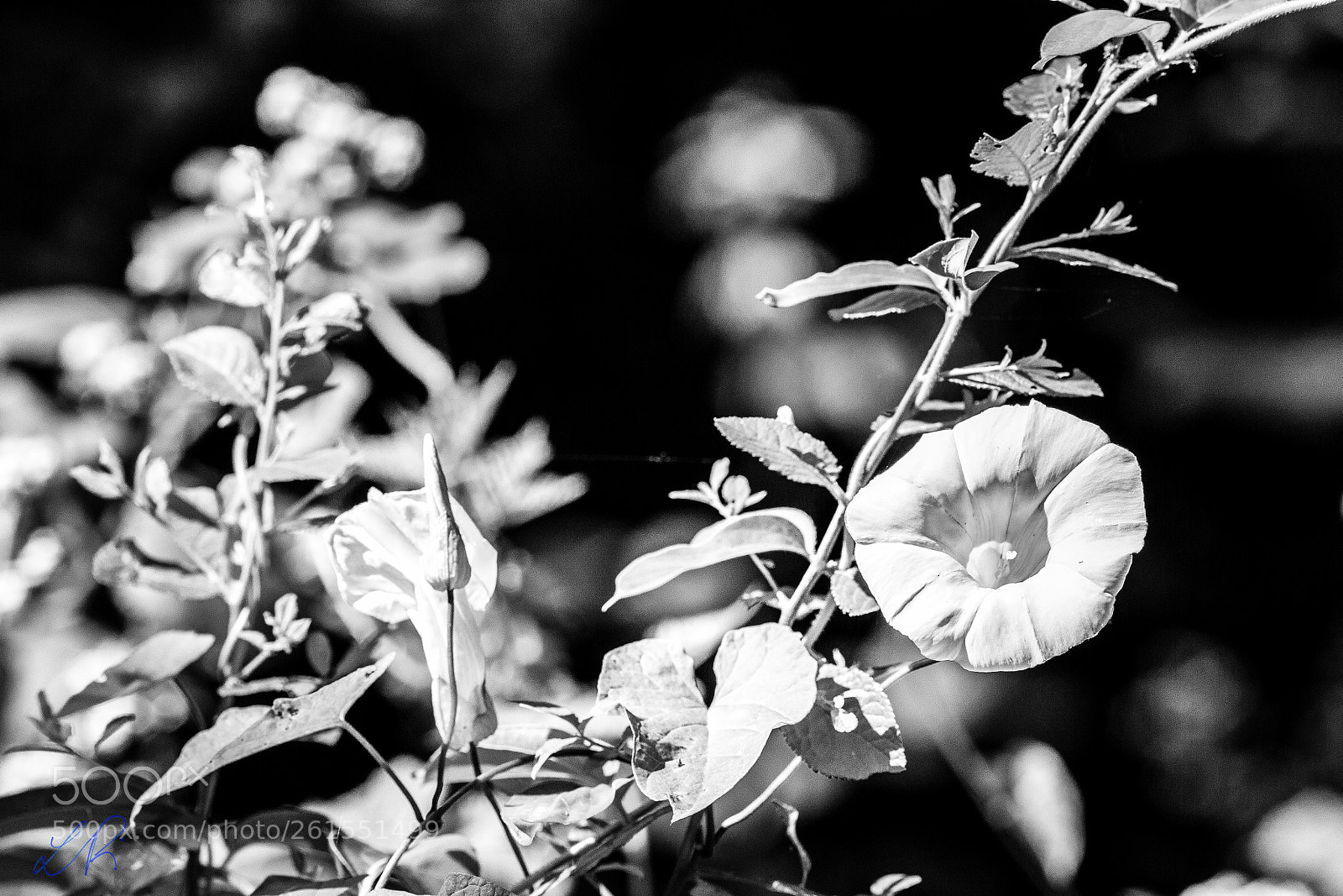Canon EOS 6D sample photo. White flower photography