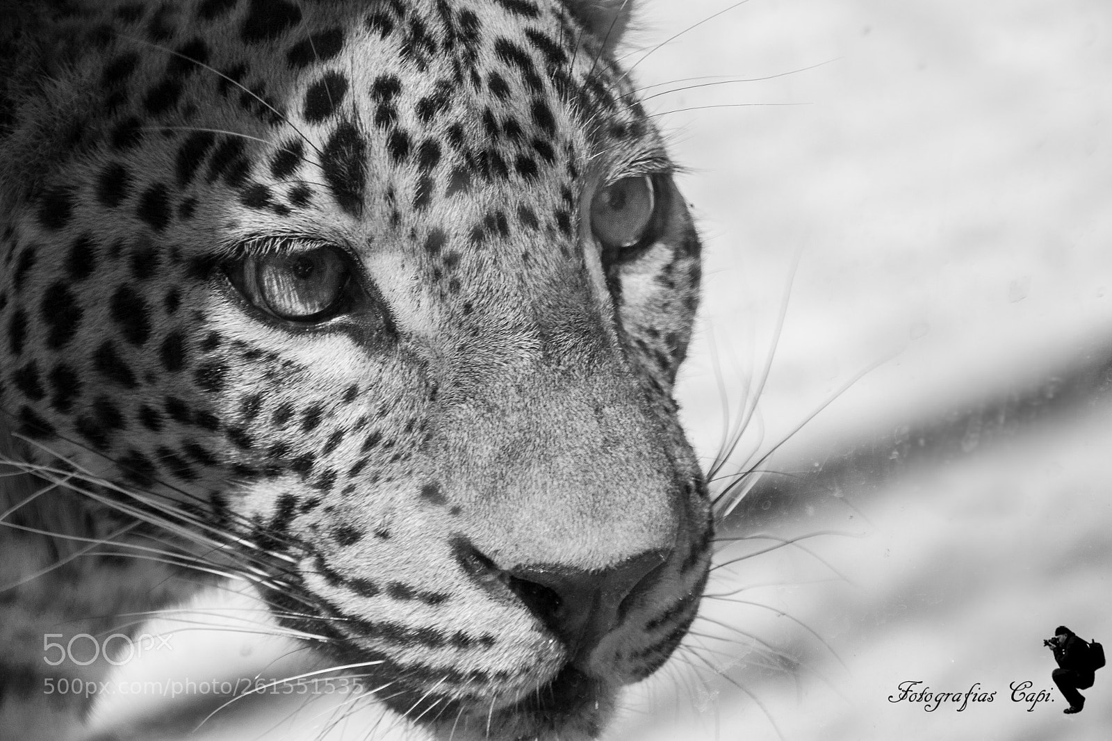 Canon EOS 500D (EOS Rebel T1i / EOS Kiss X3) sample photo. Leopardo b&n photography