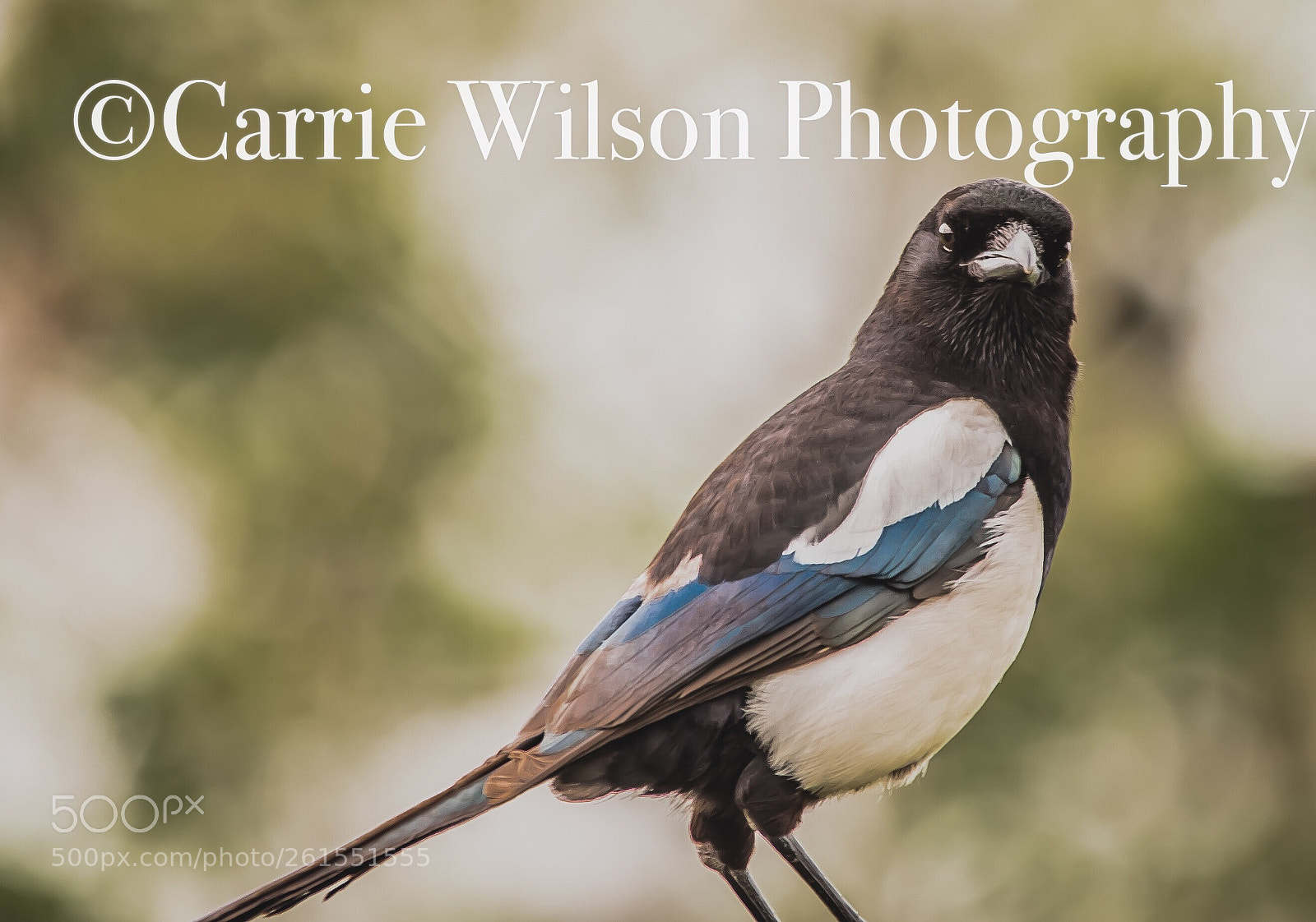 Nikon D750 sample photo. Mr magpie on watch photography