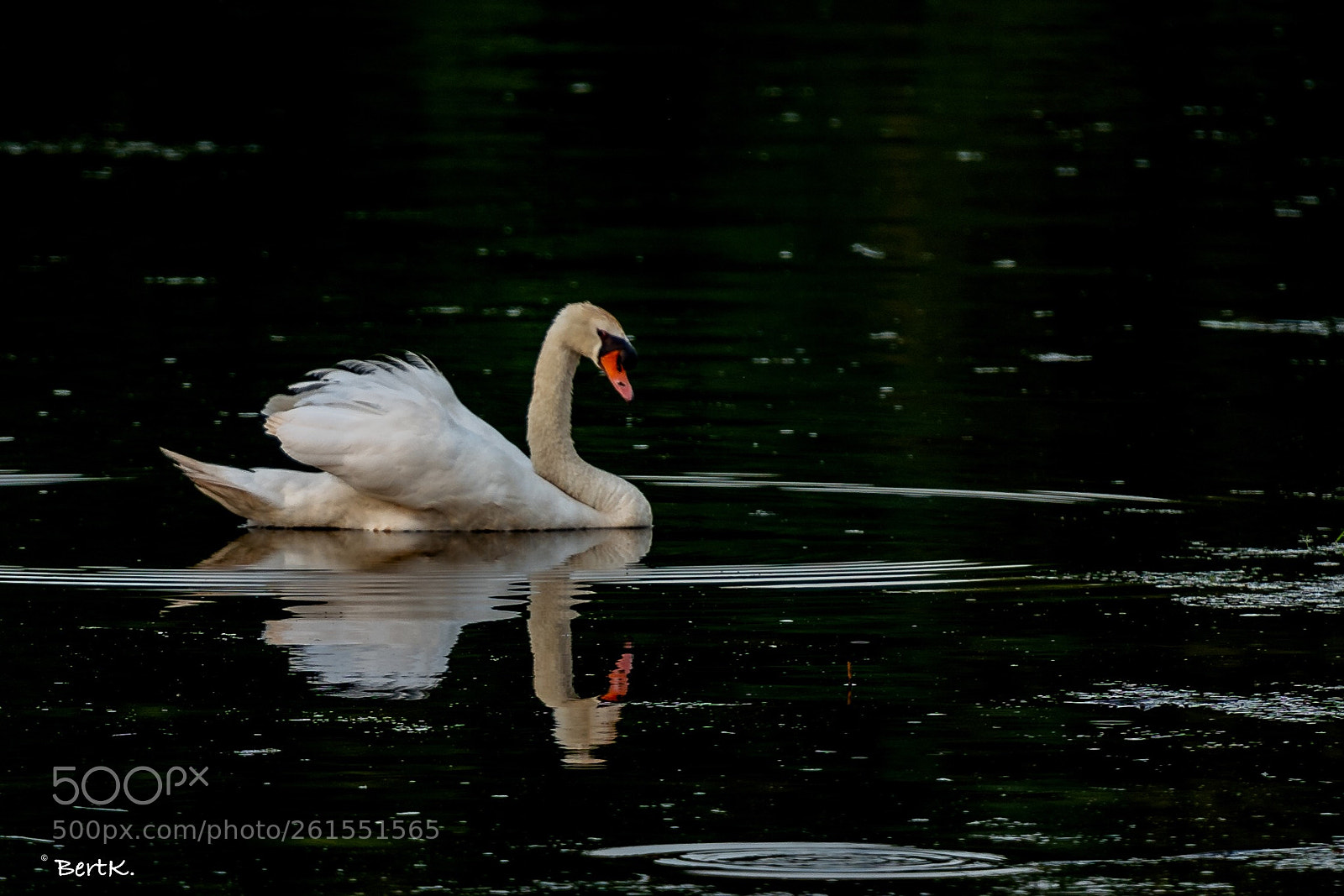 Nikon D500 sample photo. Reflection 2 photography