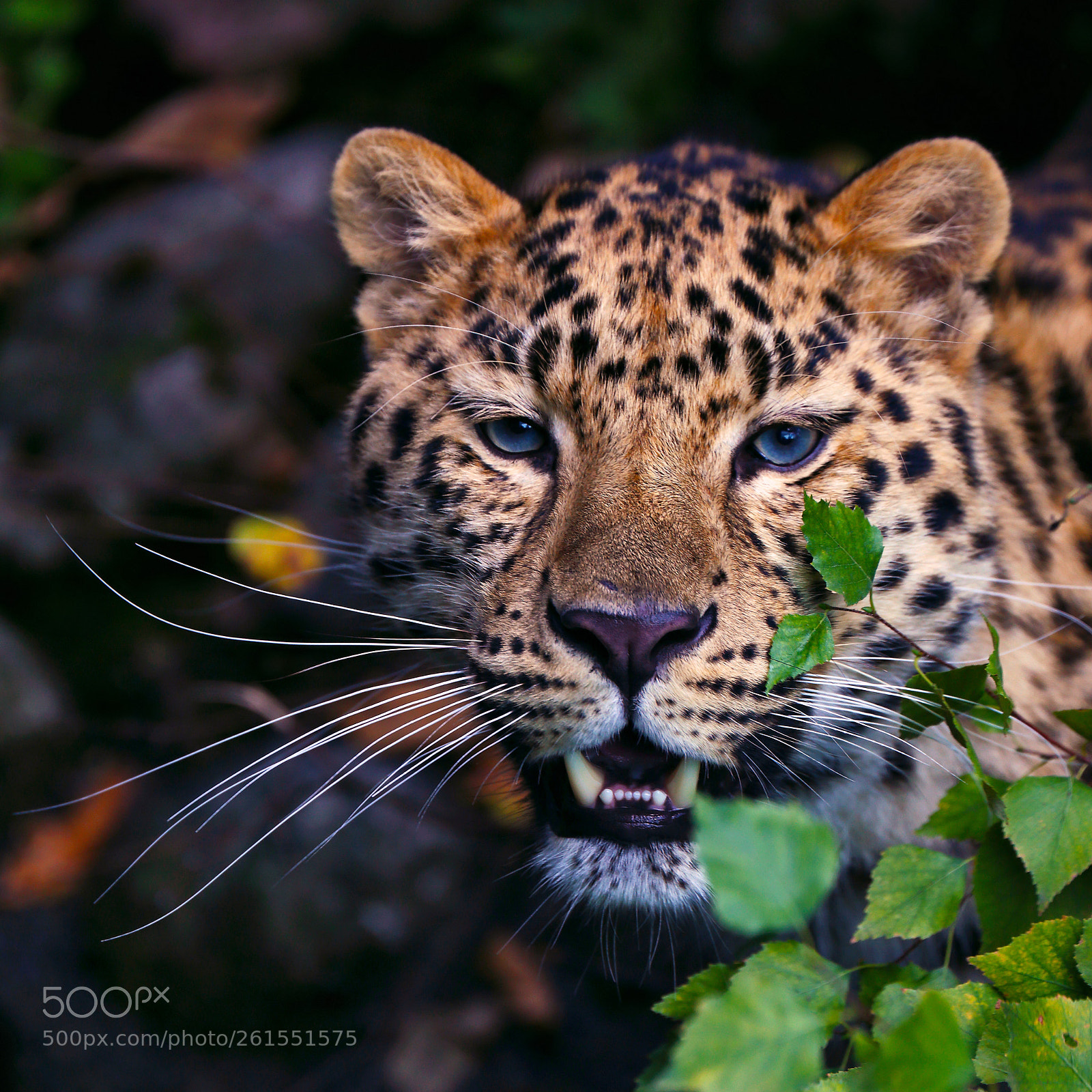 Canon EOS 6D sample photo. Amur leopard photography