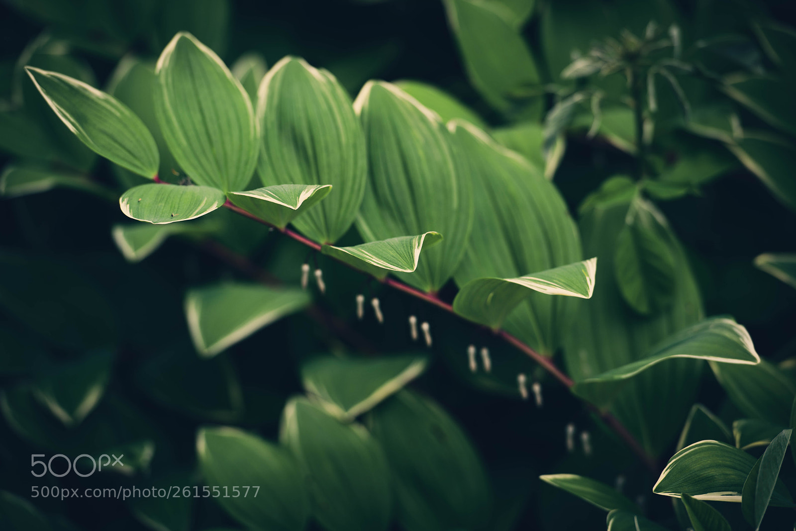 Nikon D810 sample photo. Rhythmically photography