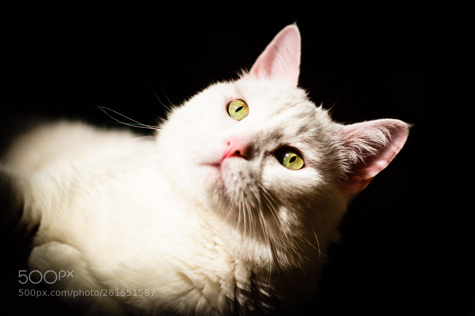 Canon EOS 700D (EOS Rebel T5i / EOS Kiss X7i) sample photo. Schmusetieger photography