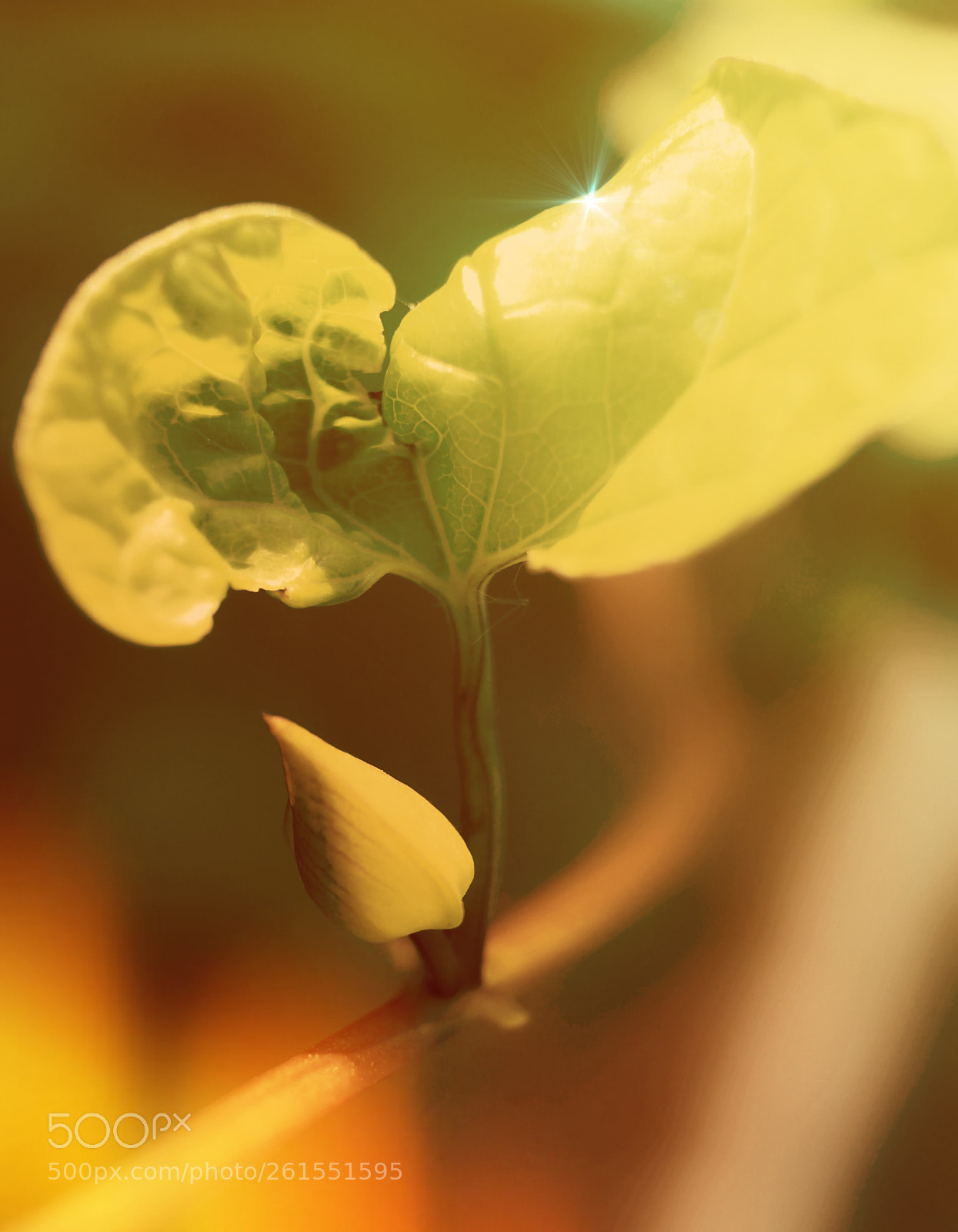 Canon EOS 700D (EOS Rebel T5i / EOS Kiss X7i) sample photo. Flower bud photography