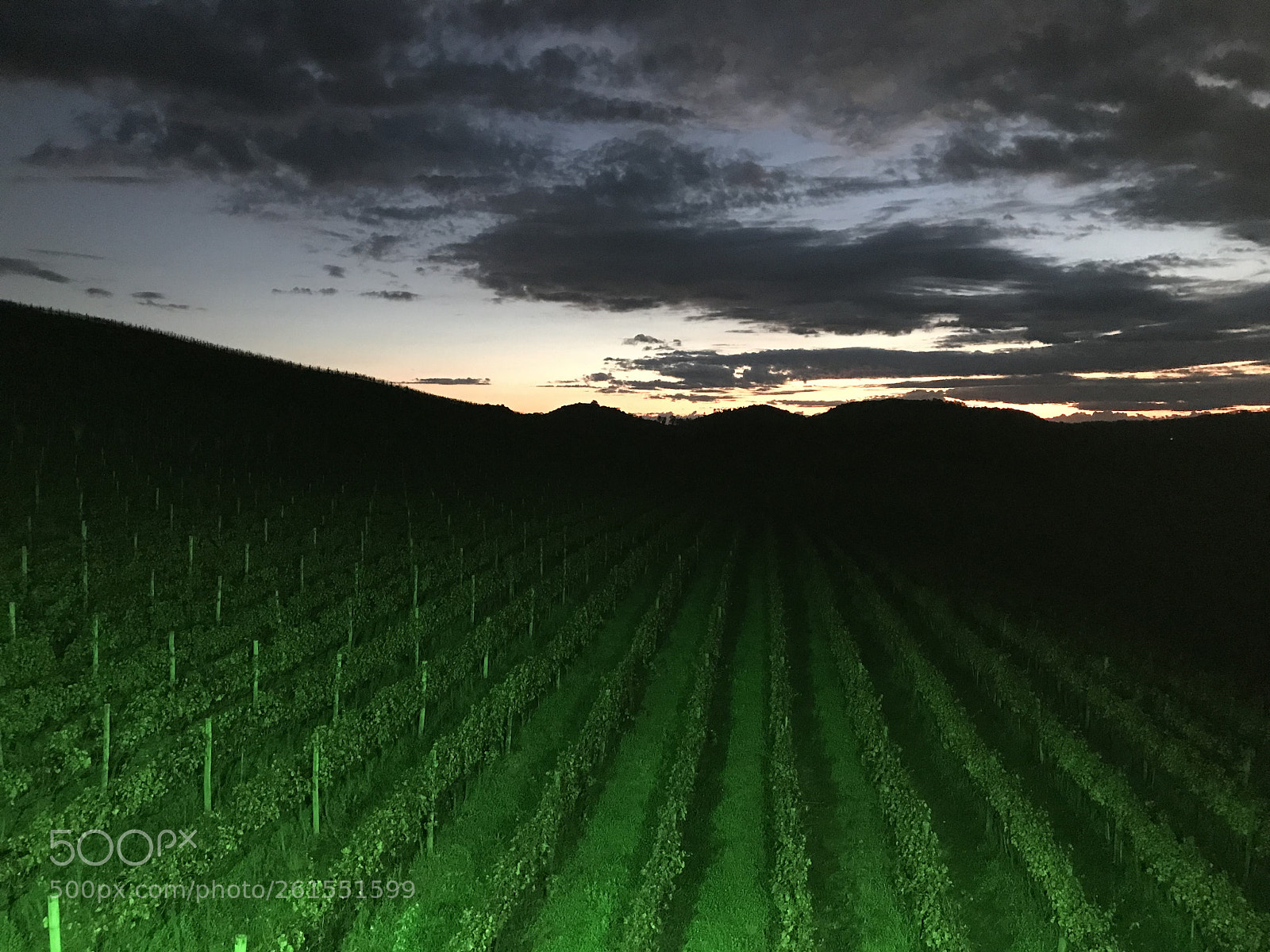 Apple iPhone 7 Plus sample photo. Grape vines and sunset photography