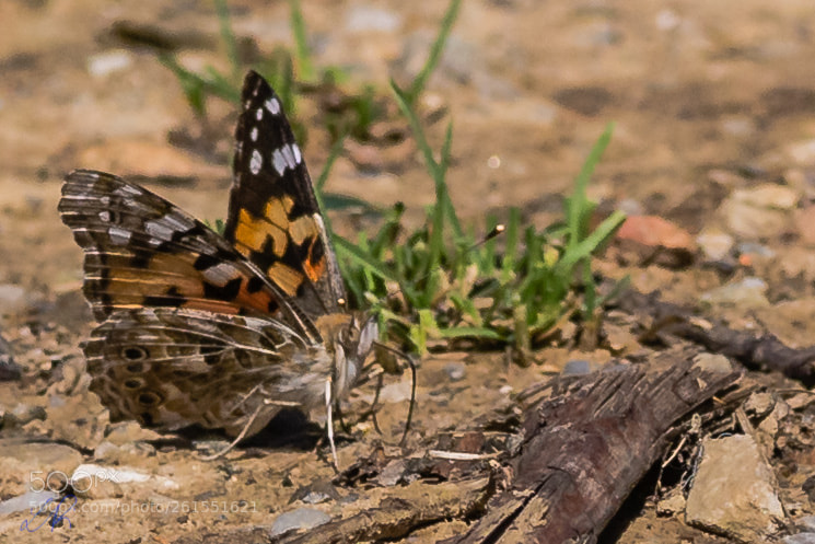 Canon EOS 6D sample photo. Sunbathing butterfly photography