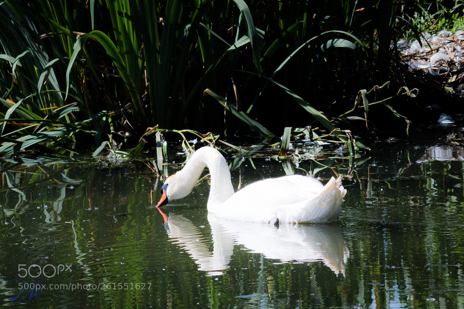 Canon EOS 6D sample photo. A narcissist swan photography