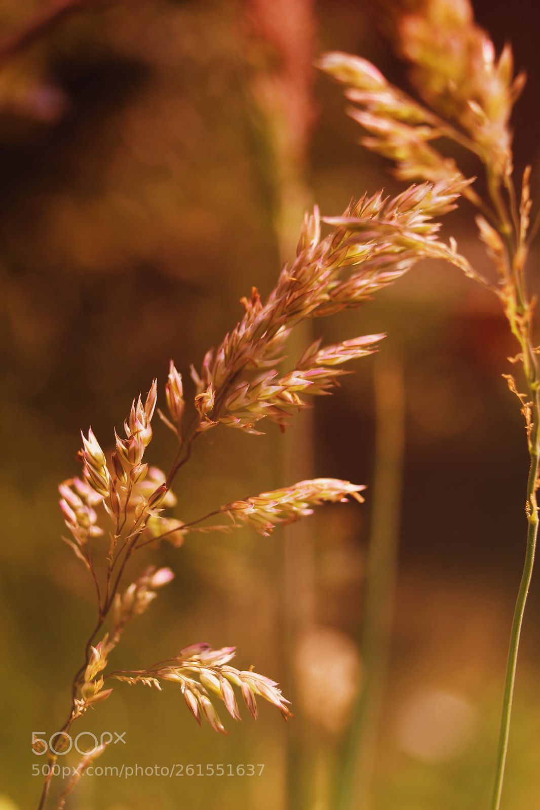 Canon EOS 700D (EOS Rebel T5i / EOS Kiss X7i) sample photo. Grass seed photography