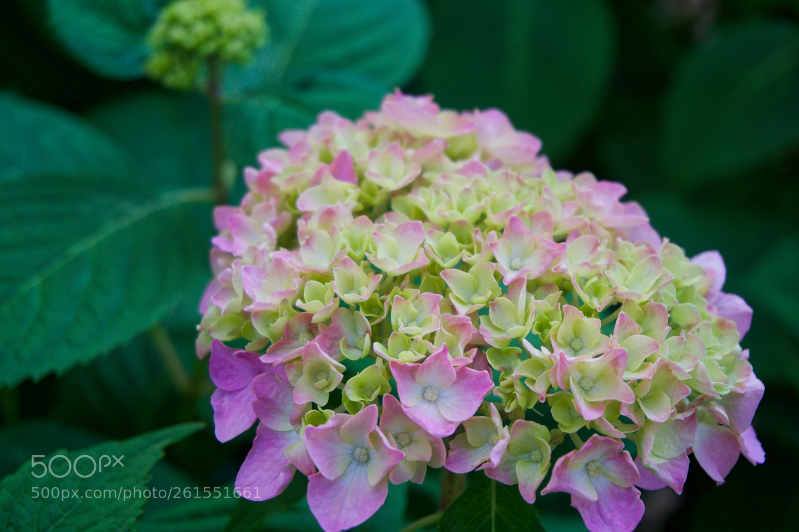 Sony a6000 sample photo. Blooming hydrangea photography