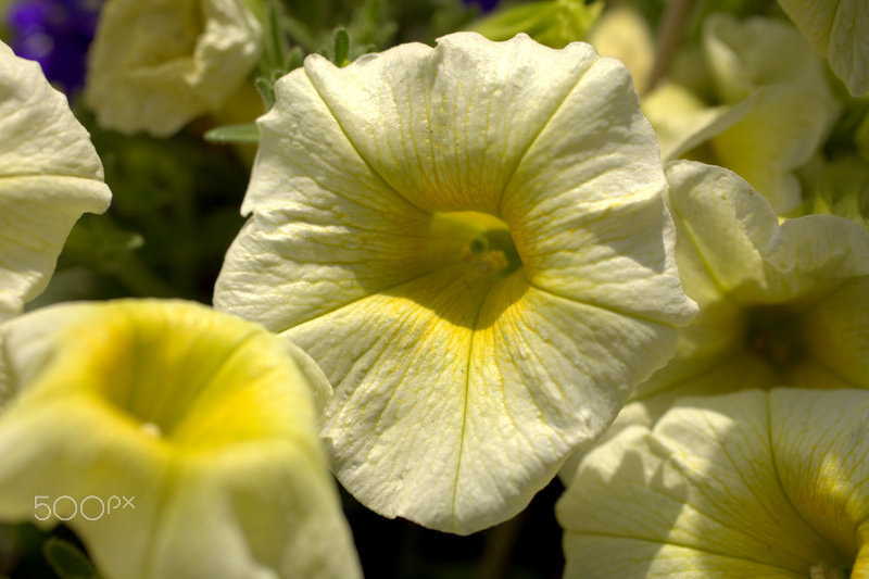 Canon EOS 5D Mark II sample photo. A flower in the spring photography