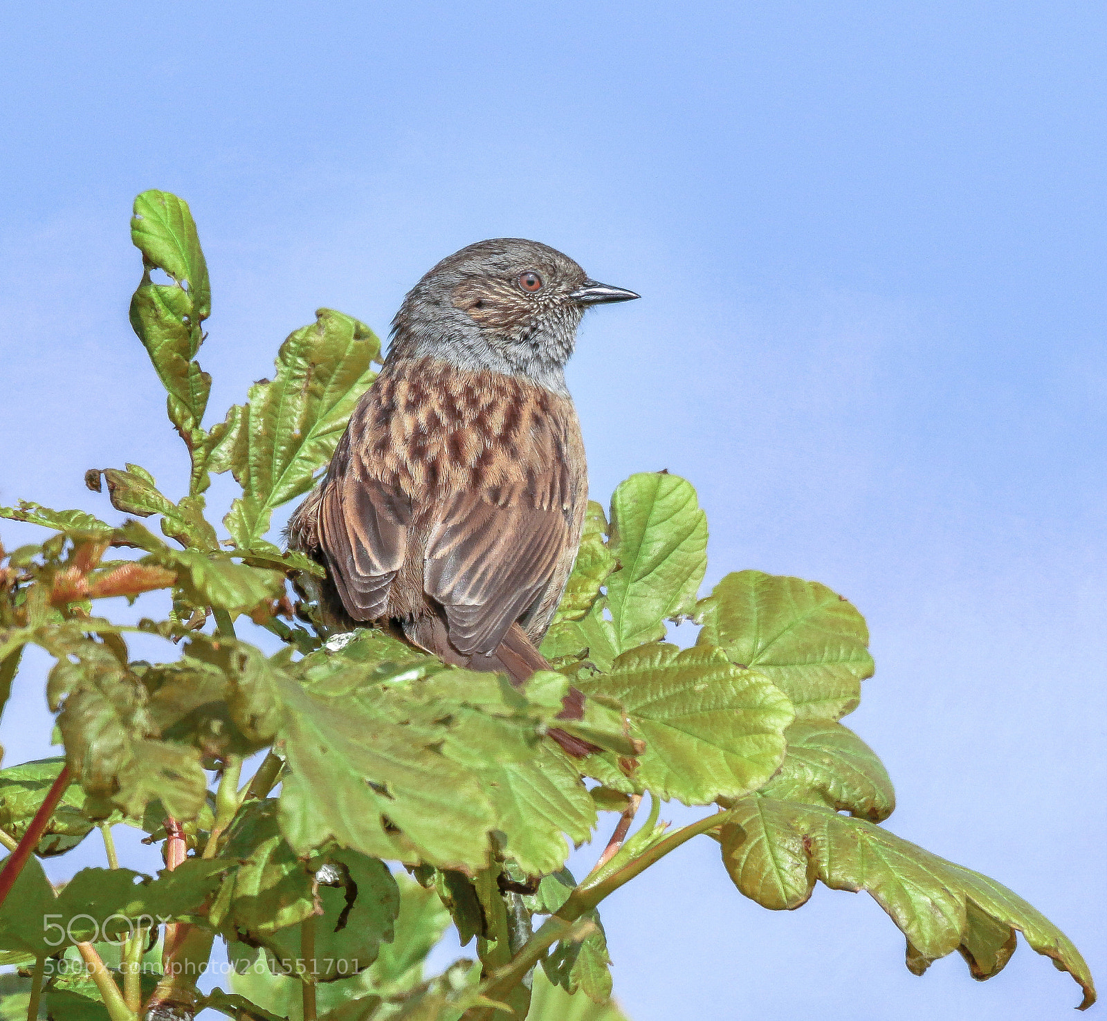 Canon EOS 7D Mark II sample photo. Hedge sparrow photography