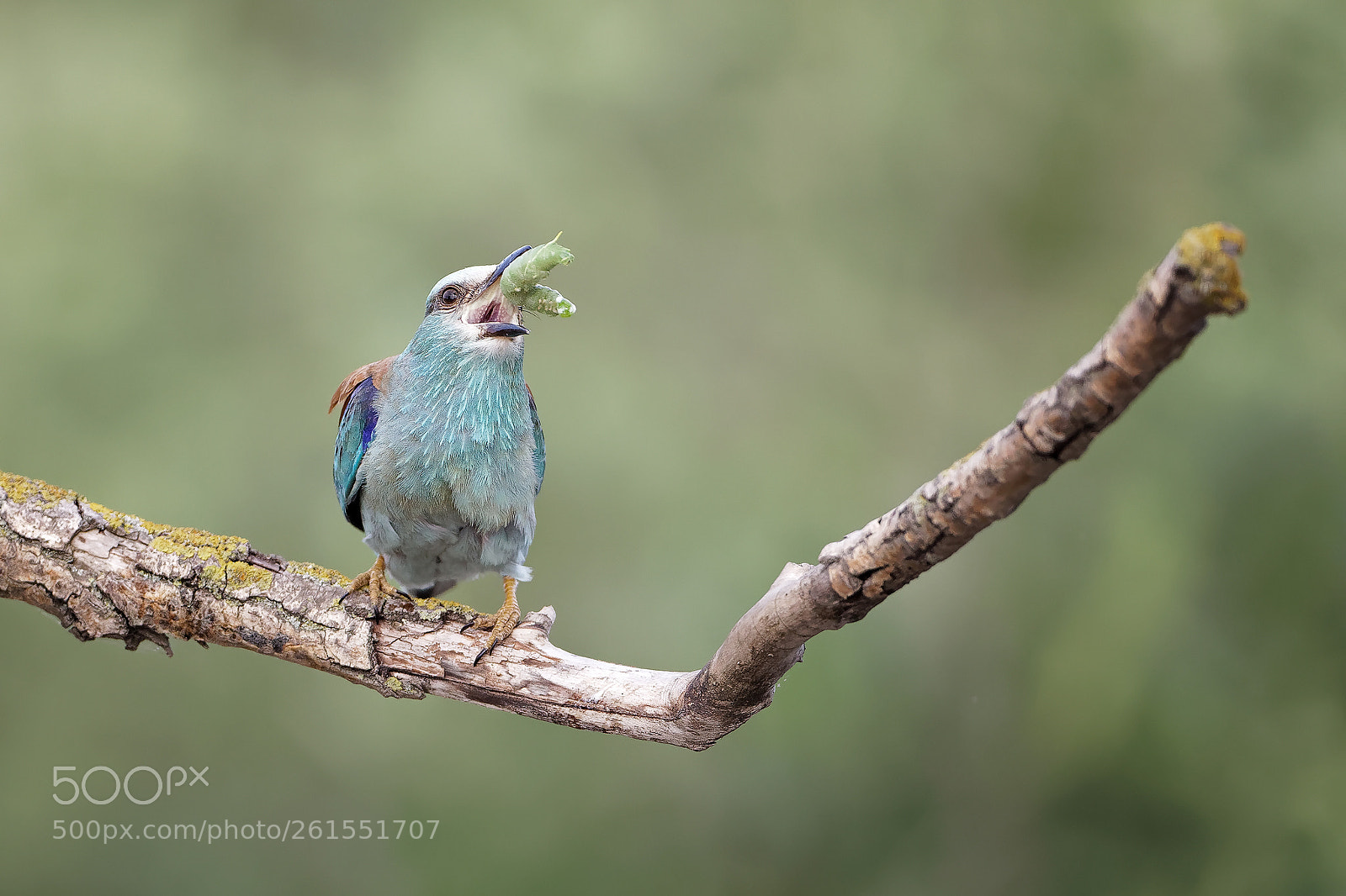 Canon EOS 5D Mark IV sample photo. European roller photography