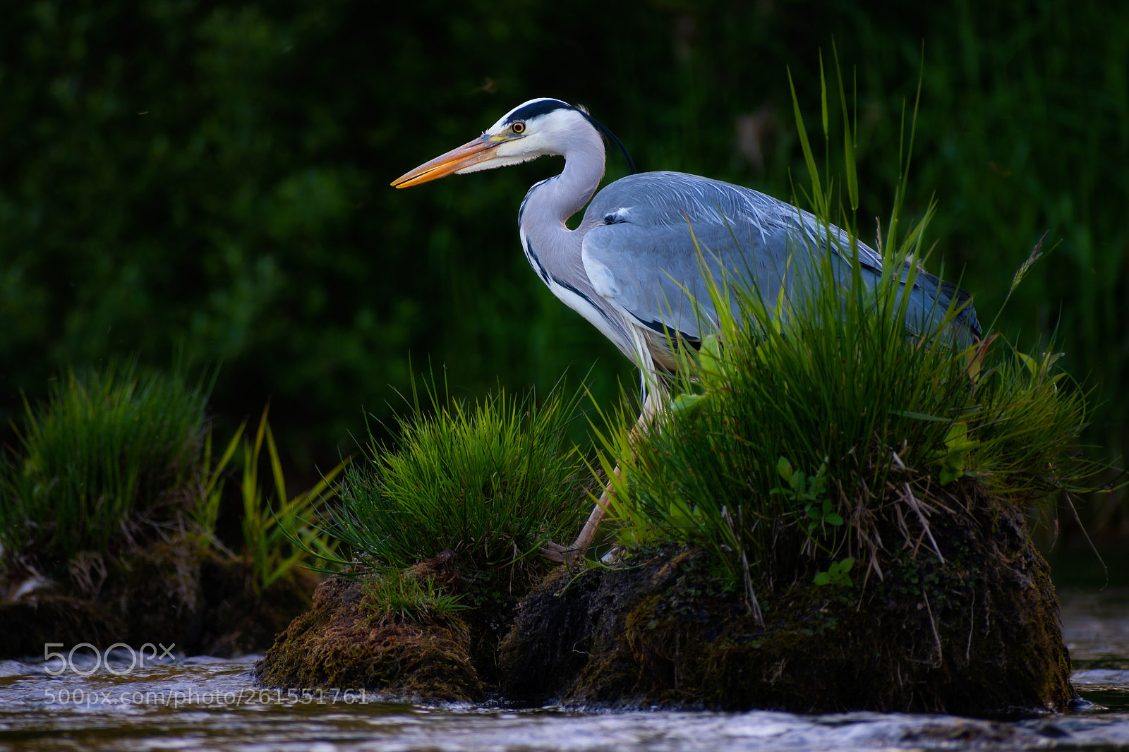 Nikon D7500 sample photo. Heron photography