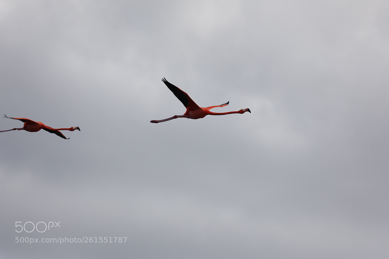 Canon EOS 5D Mark IV sample photo. Flying over celestún  photography