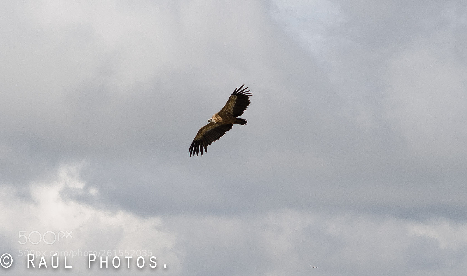 Nikon D7000 sample photo. Buitre leonado photography