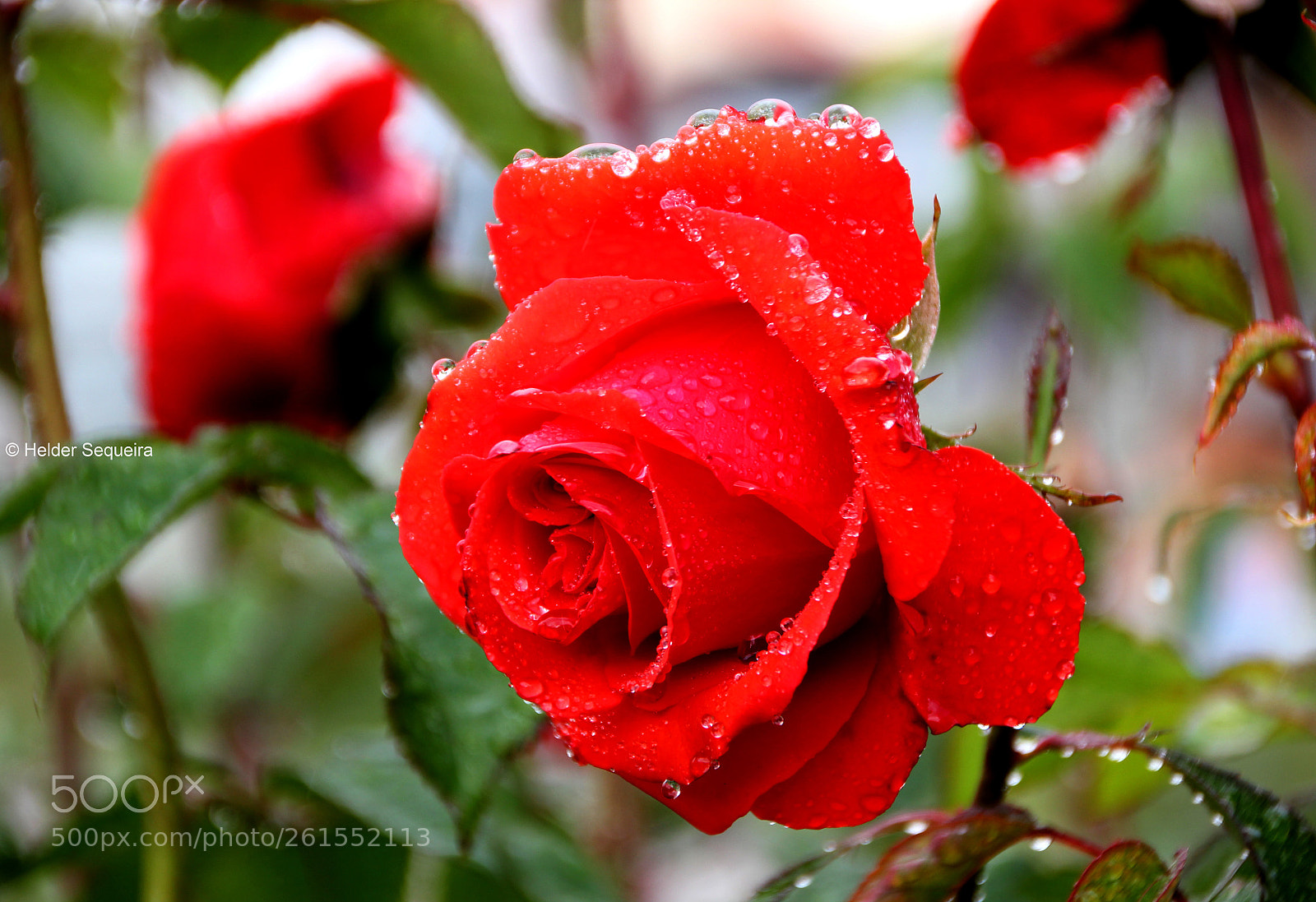 Canon EOS 550D (EOS Rebel T2i / EOS Kiss X4) sample photo. Red rose... photography