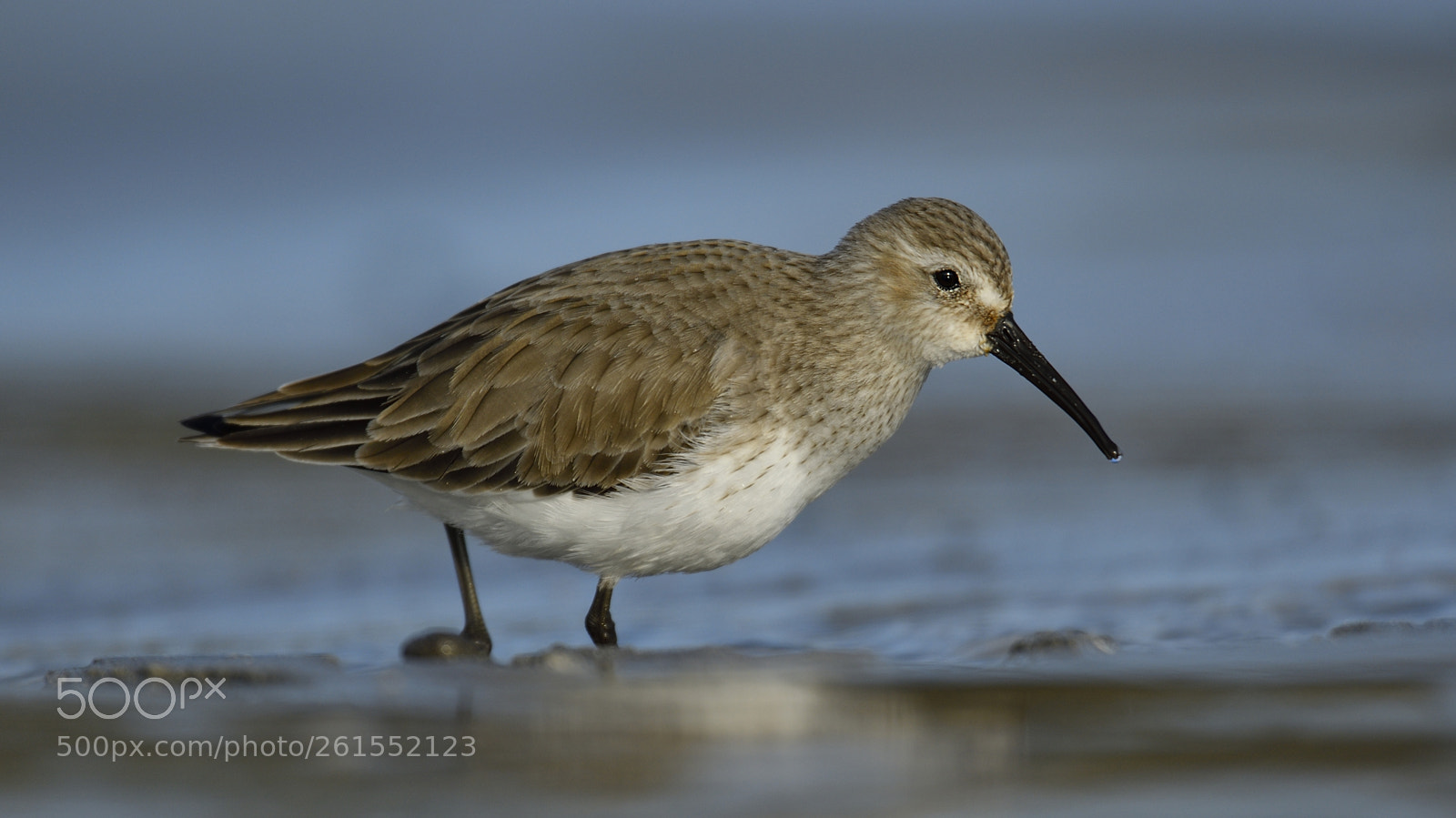 Nikon D500 sample photo. Sanderling photography