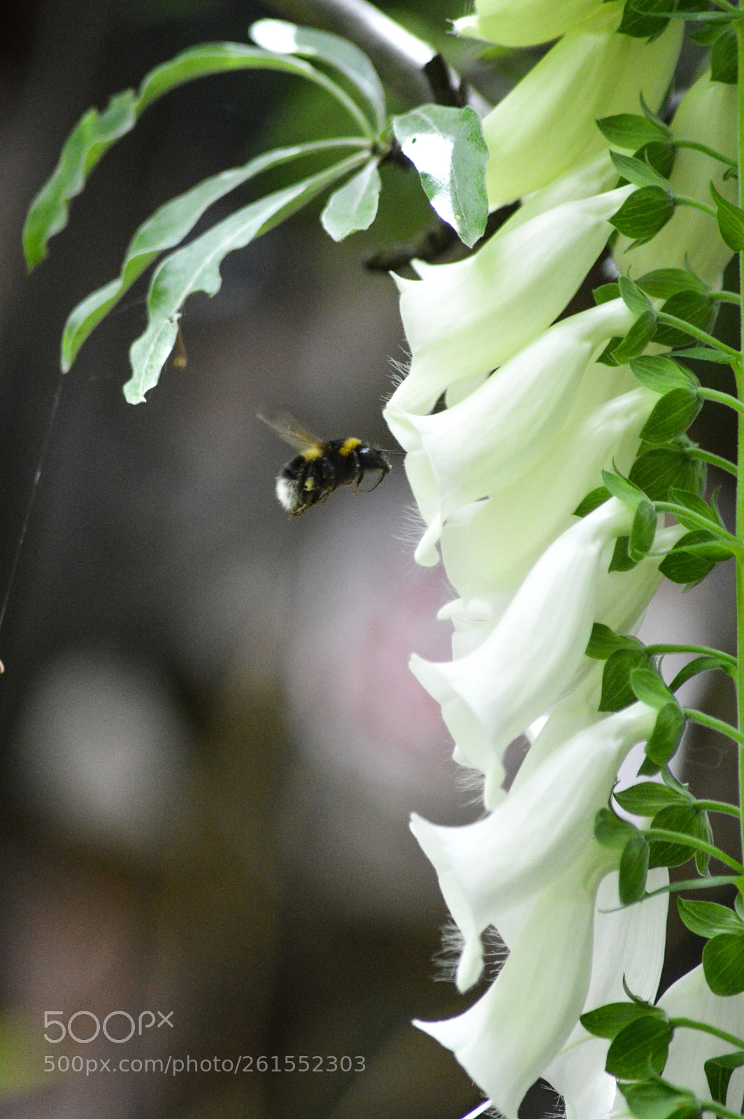 Nikon D3200 sample photo. Bumblebee & white foxgloves photography