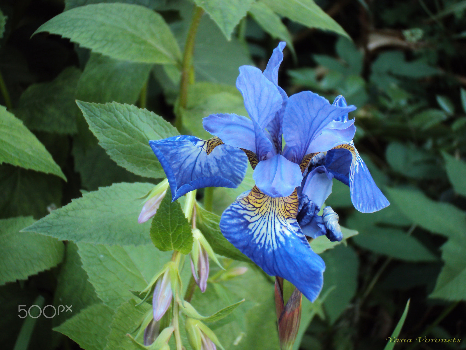 Sony DSC-W190 sample photo. Blue iris photography