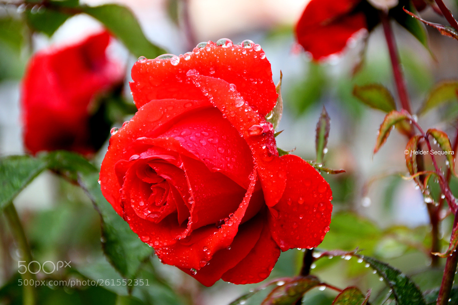 Canon EOS 550D (EOS Rebel T2i / EOS Kiss X4) sample photo. Rose... photography