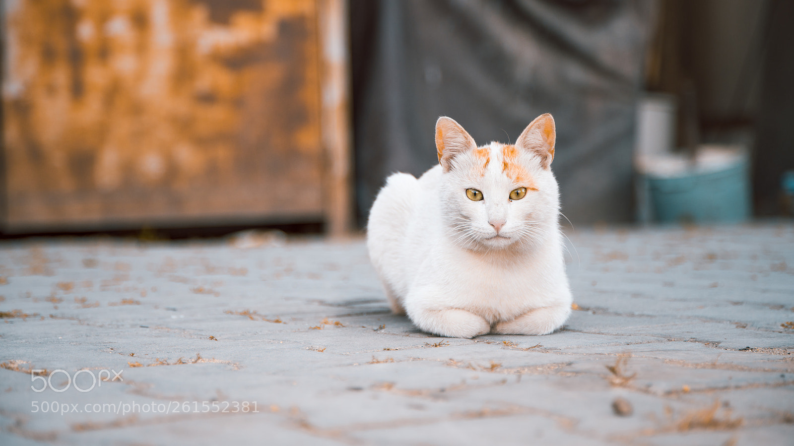 Sony a7R II sample photo. Mood be like photography