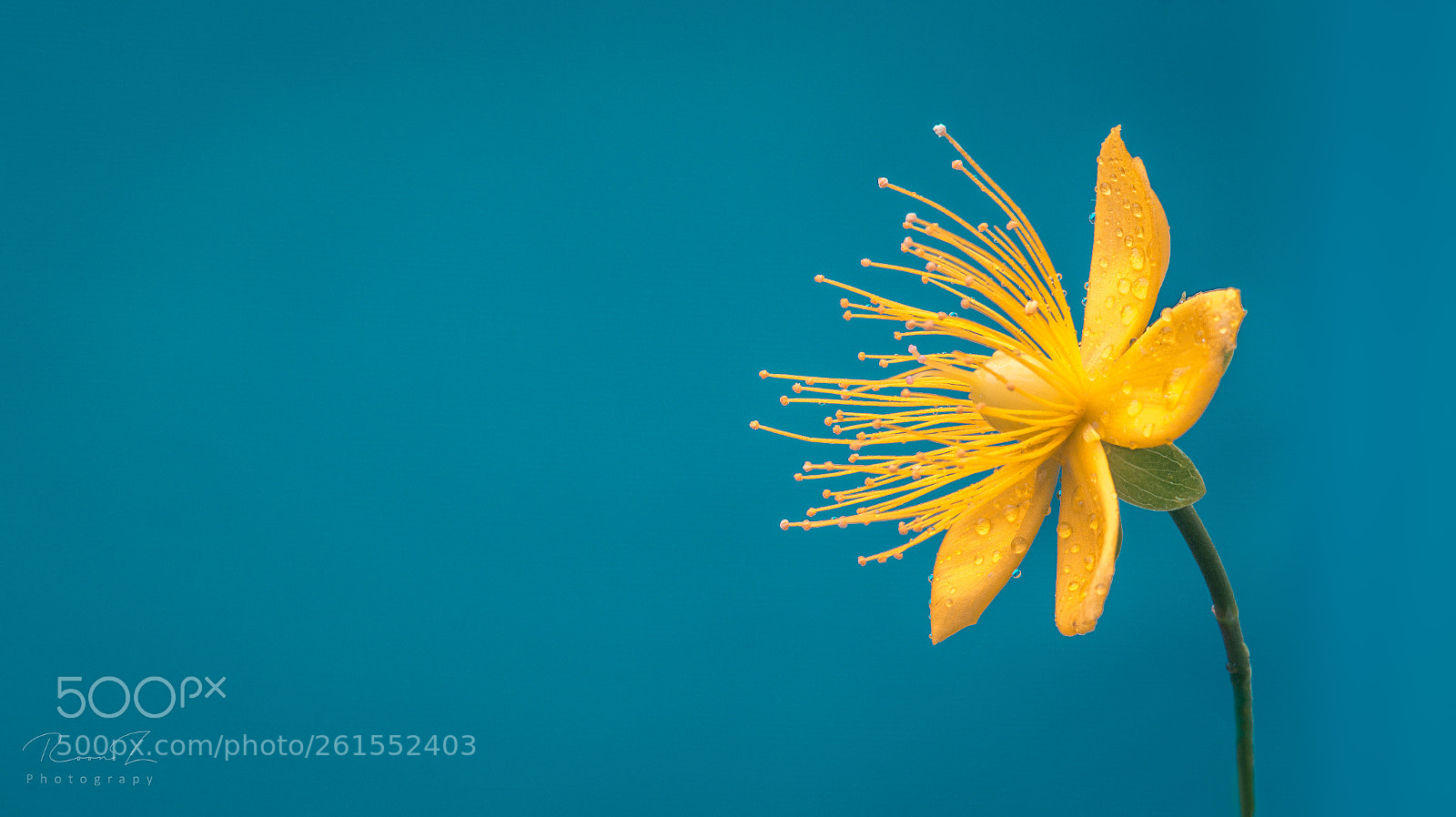 Sony SLT-A58 sample photo. Yellow on blue photography