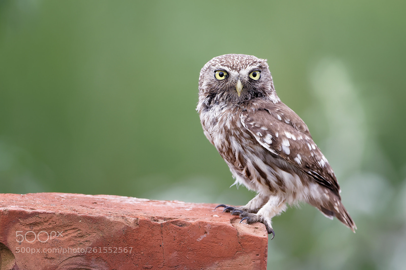 Canon EOS 5D Mark IV sample photo. Little owl photography