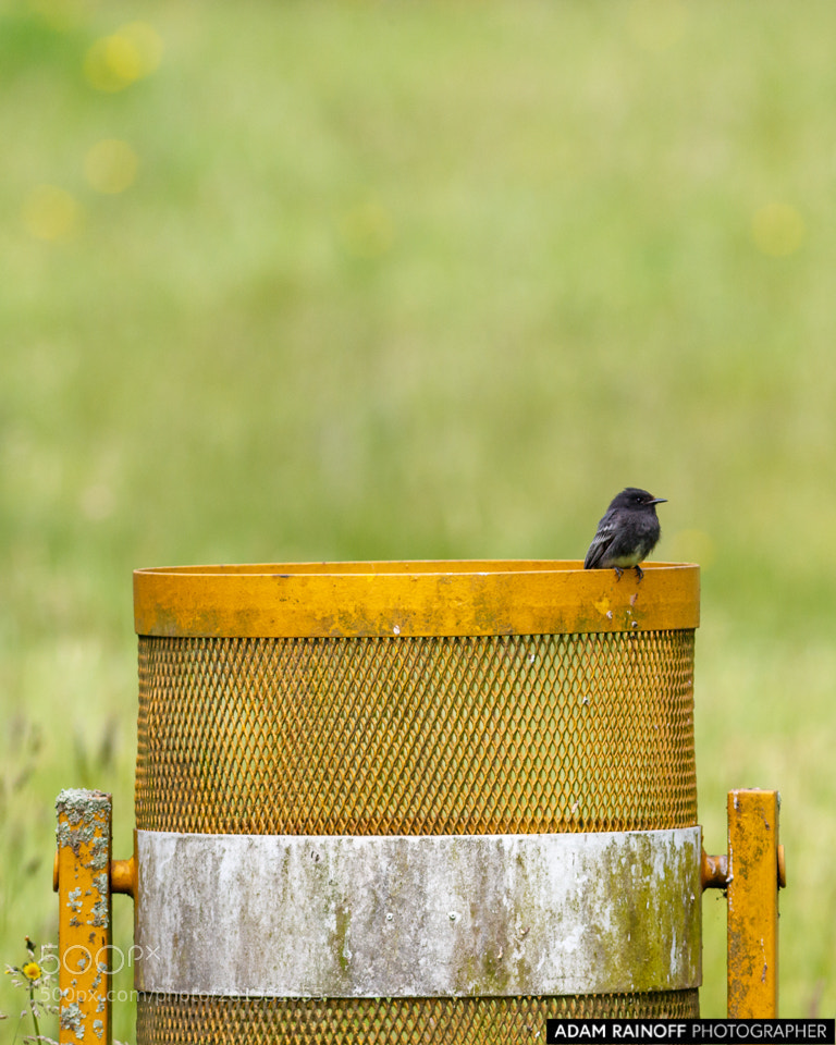Canon EOS 70D sample photo. Juvenile black phoebe la photography