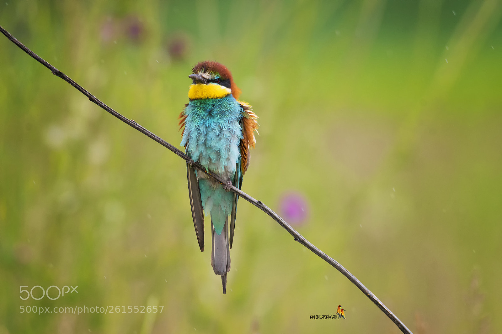 Nikon D500 sample photo. Gruccione arruffato photography