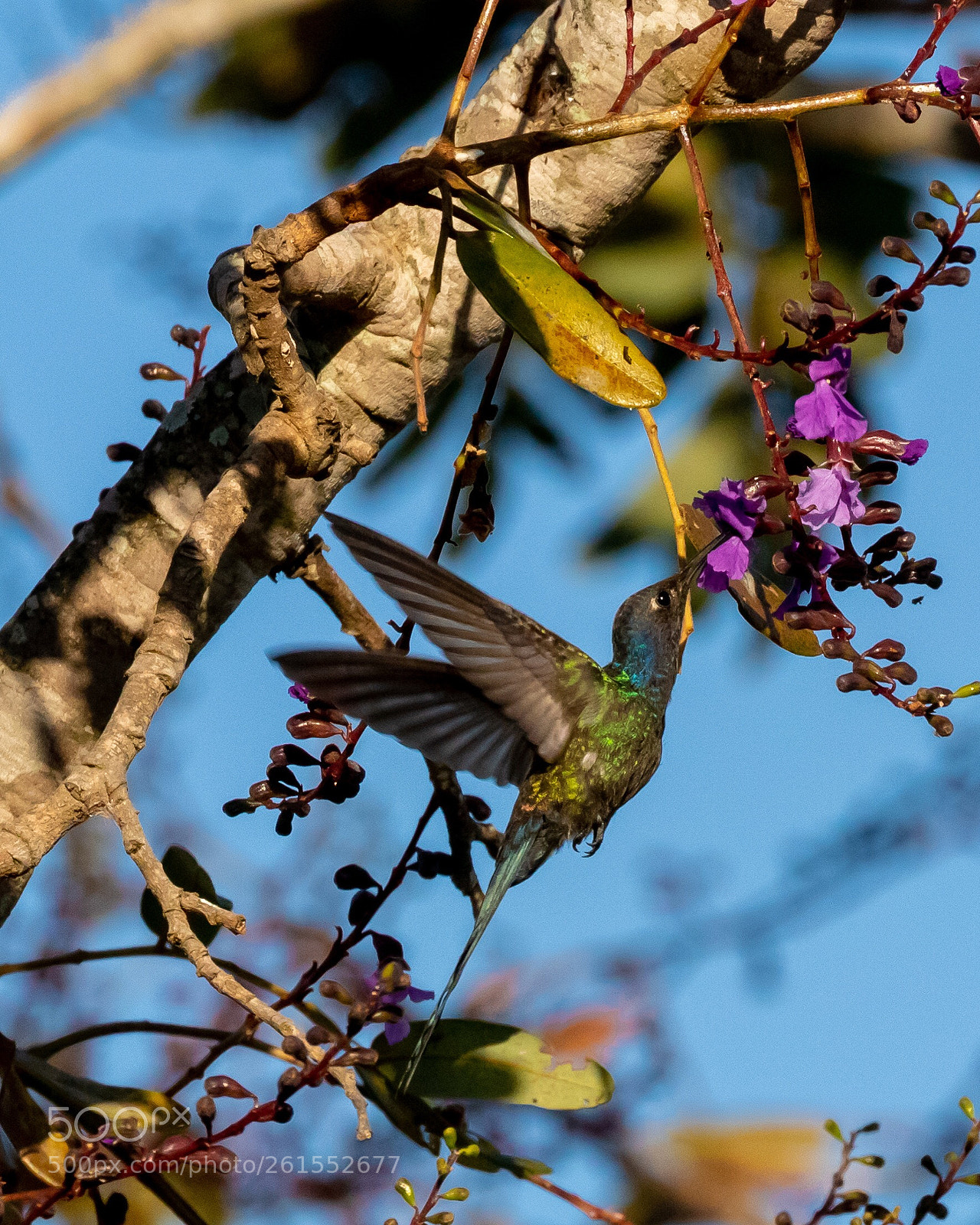 Canon EOS 80D sample photo. Humming bird, anthracothorax nigricollis photography