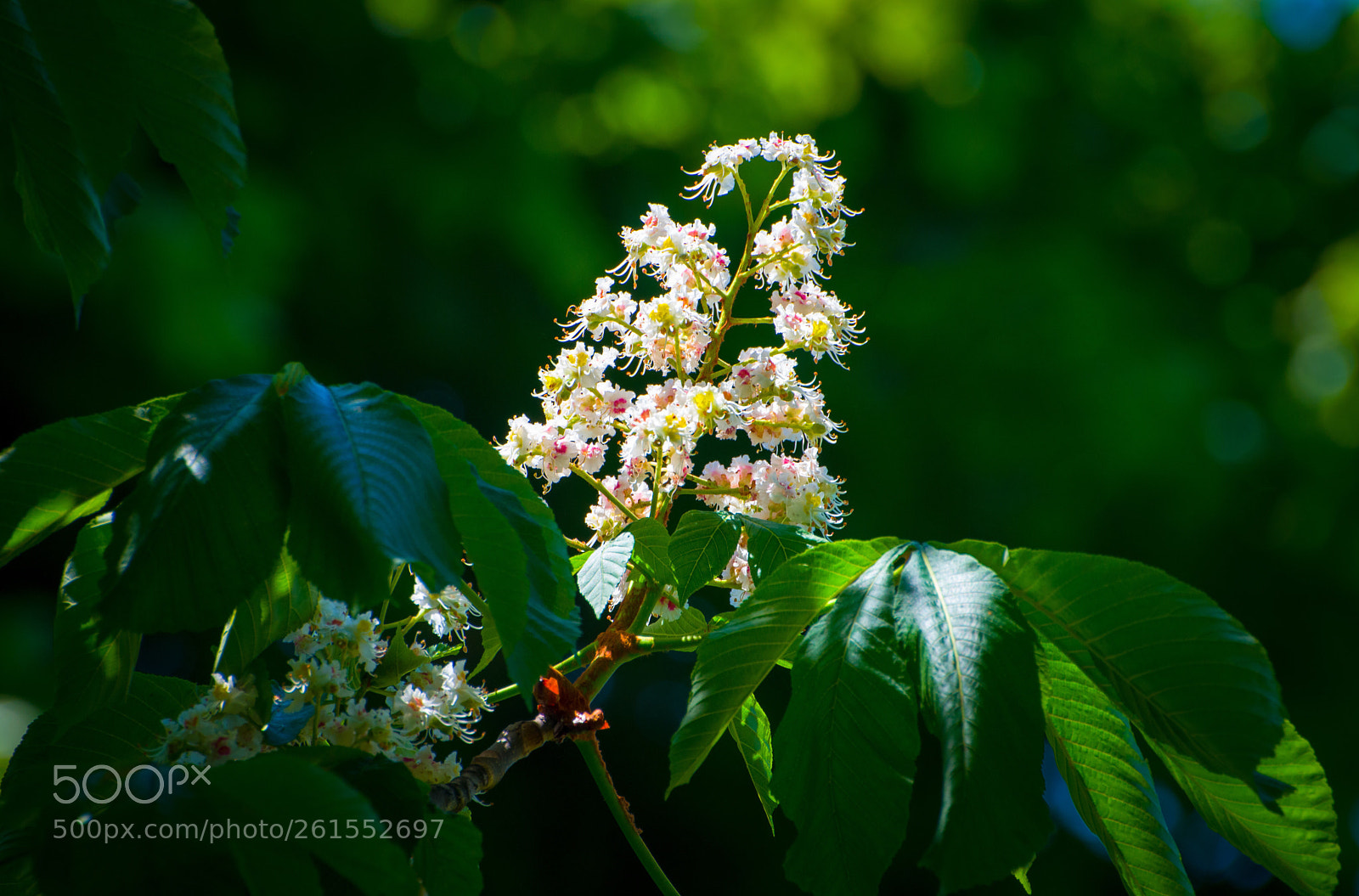 Nikon D5300 sample photo. Ray of light 2 photography