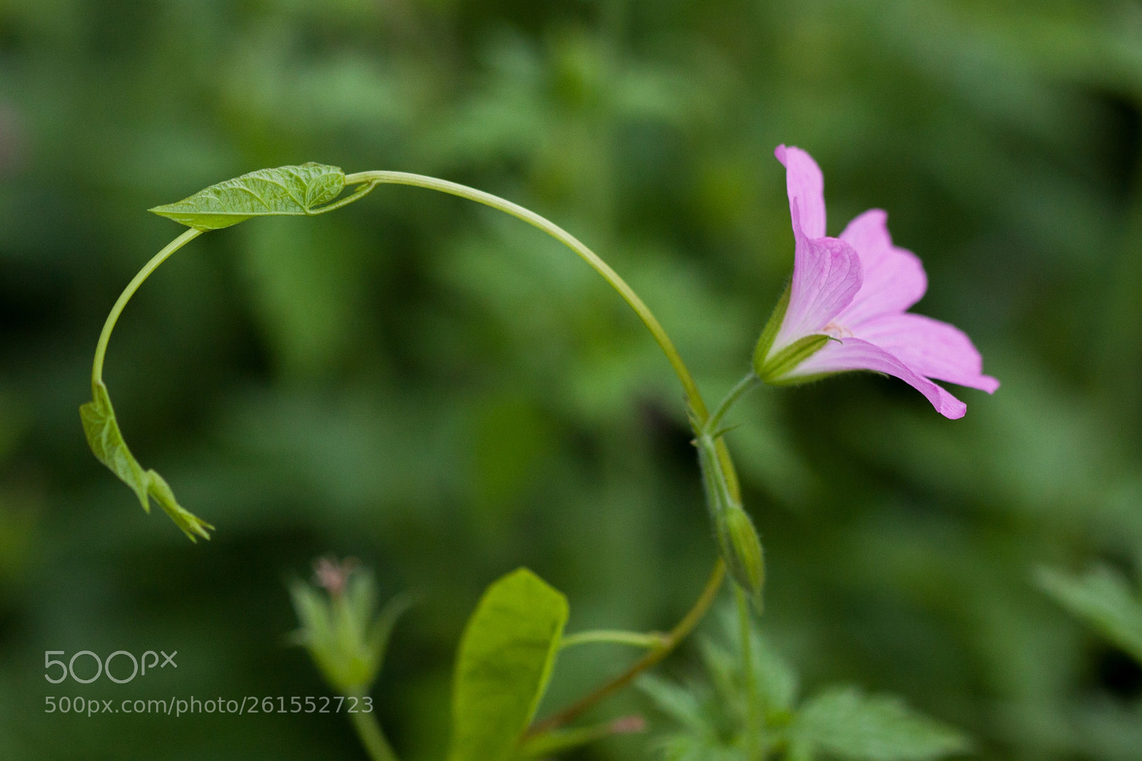 Canon EOS 50D sample photo. Dos dos back to photography