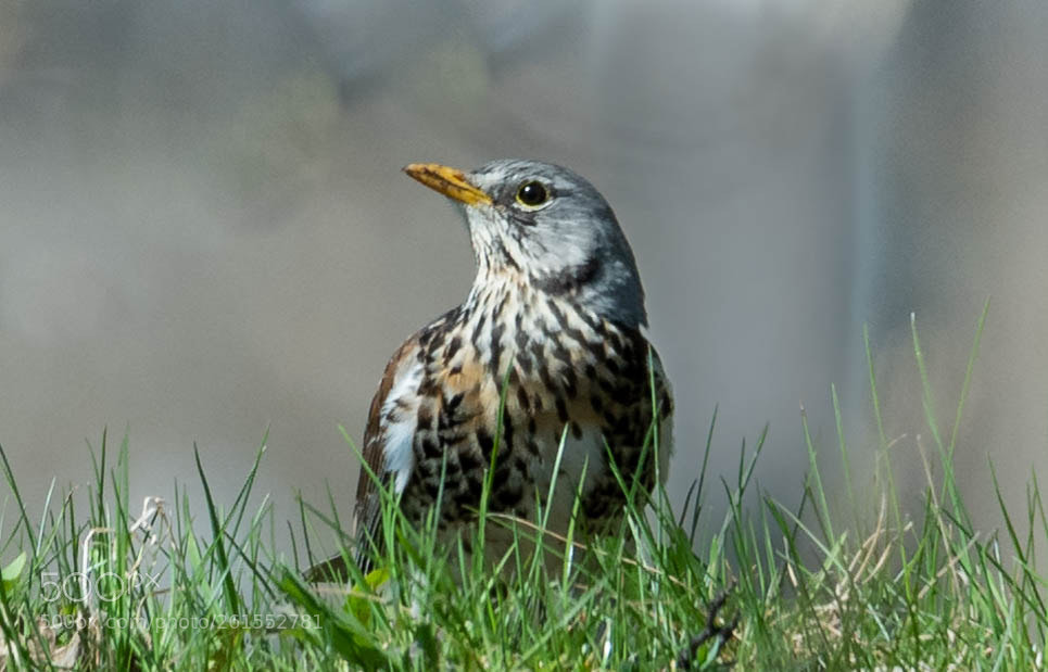 Nikon D750 sample photo. Gråtrost photography