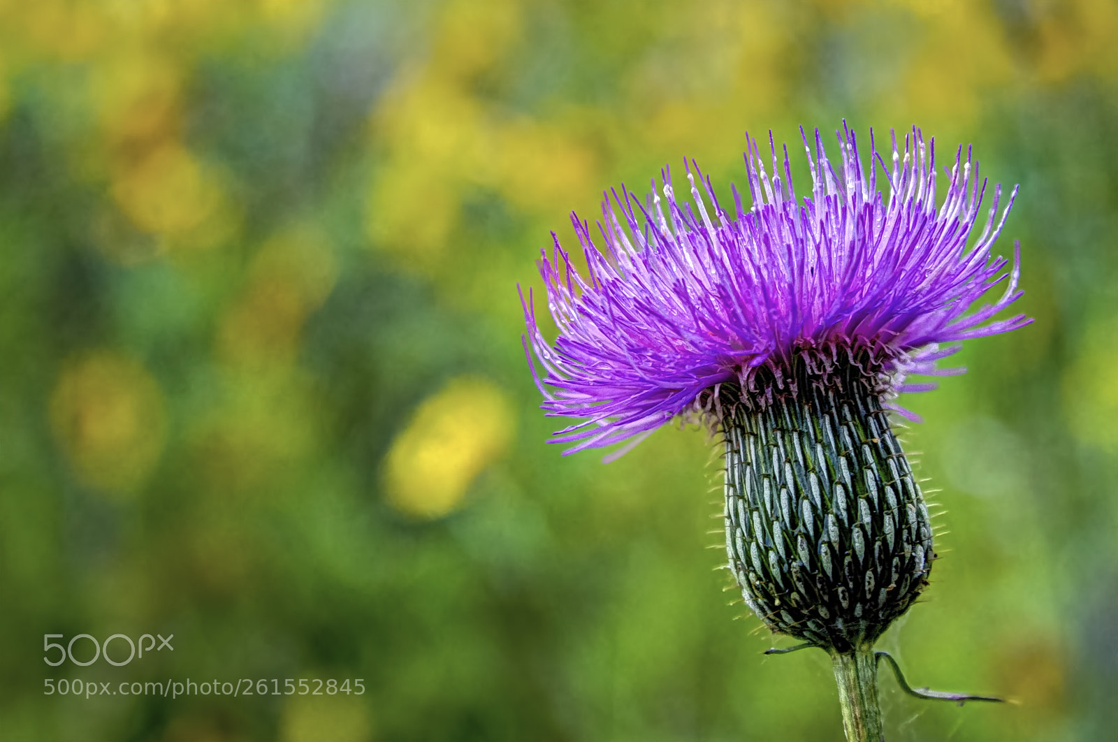 Canon EOS 7D sample photo. Thistle dew for now photography