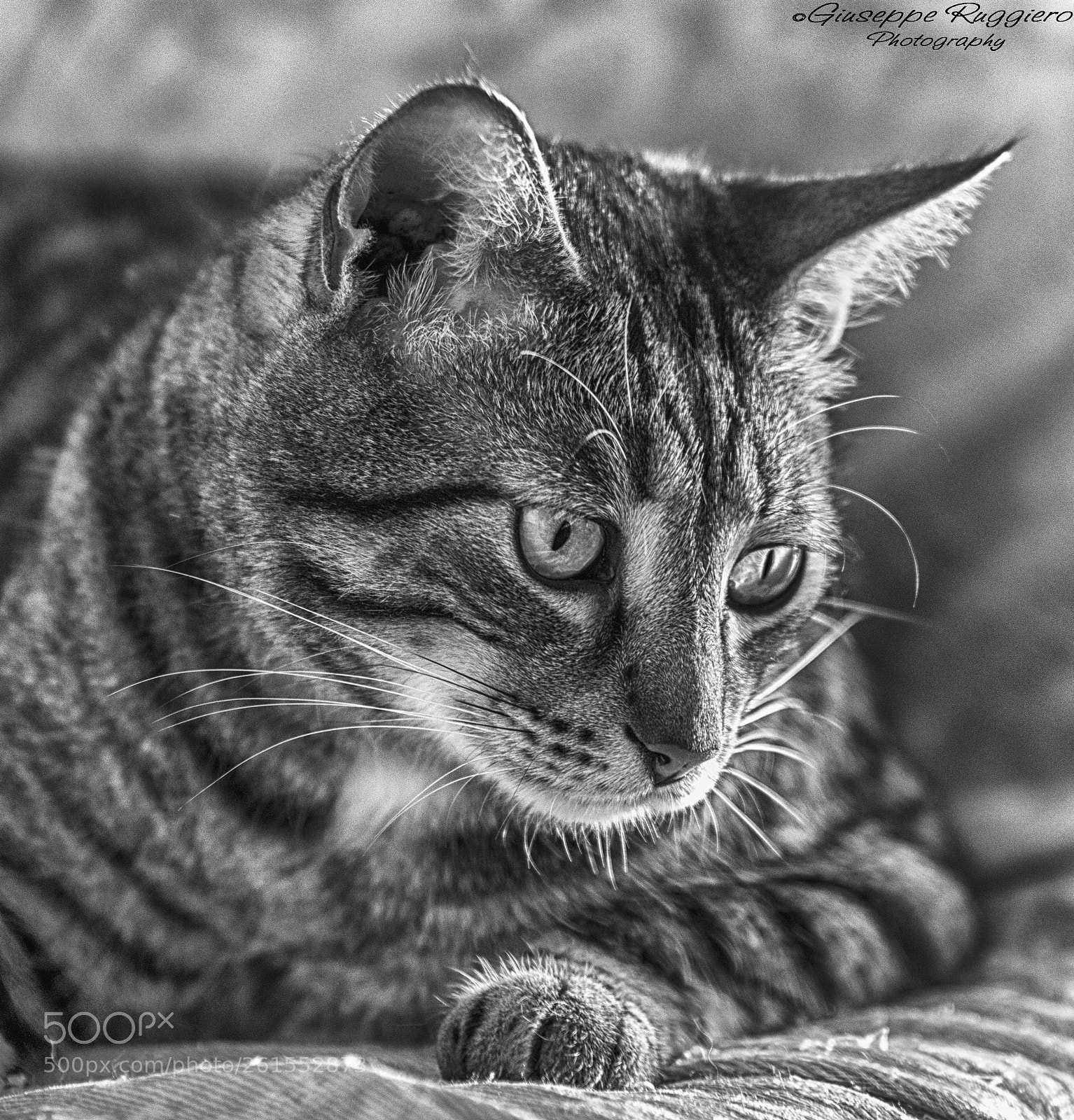 Canon EOS 80D sample photo. My cat photography