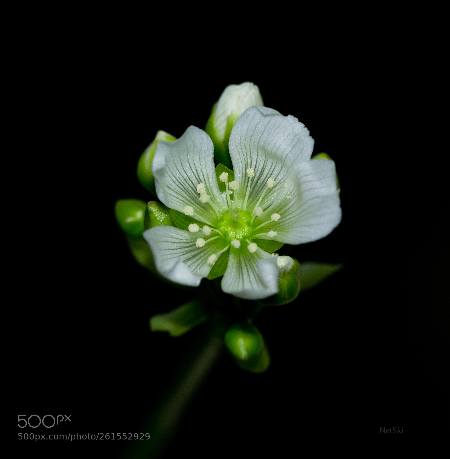 Canon EOS 700D (EOS Rebel T5i / EOS Kiss X7i) sample photo. Dionaea muscipula photography
