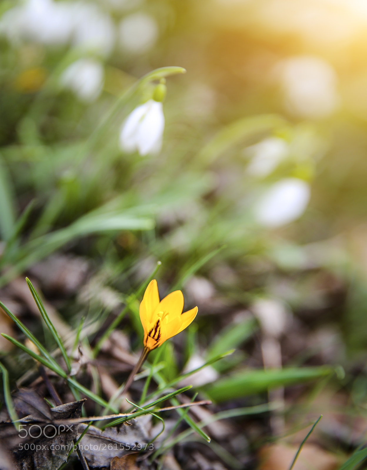 Canon EOS 6D sample photo. Spring flowers photography