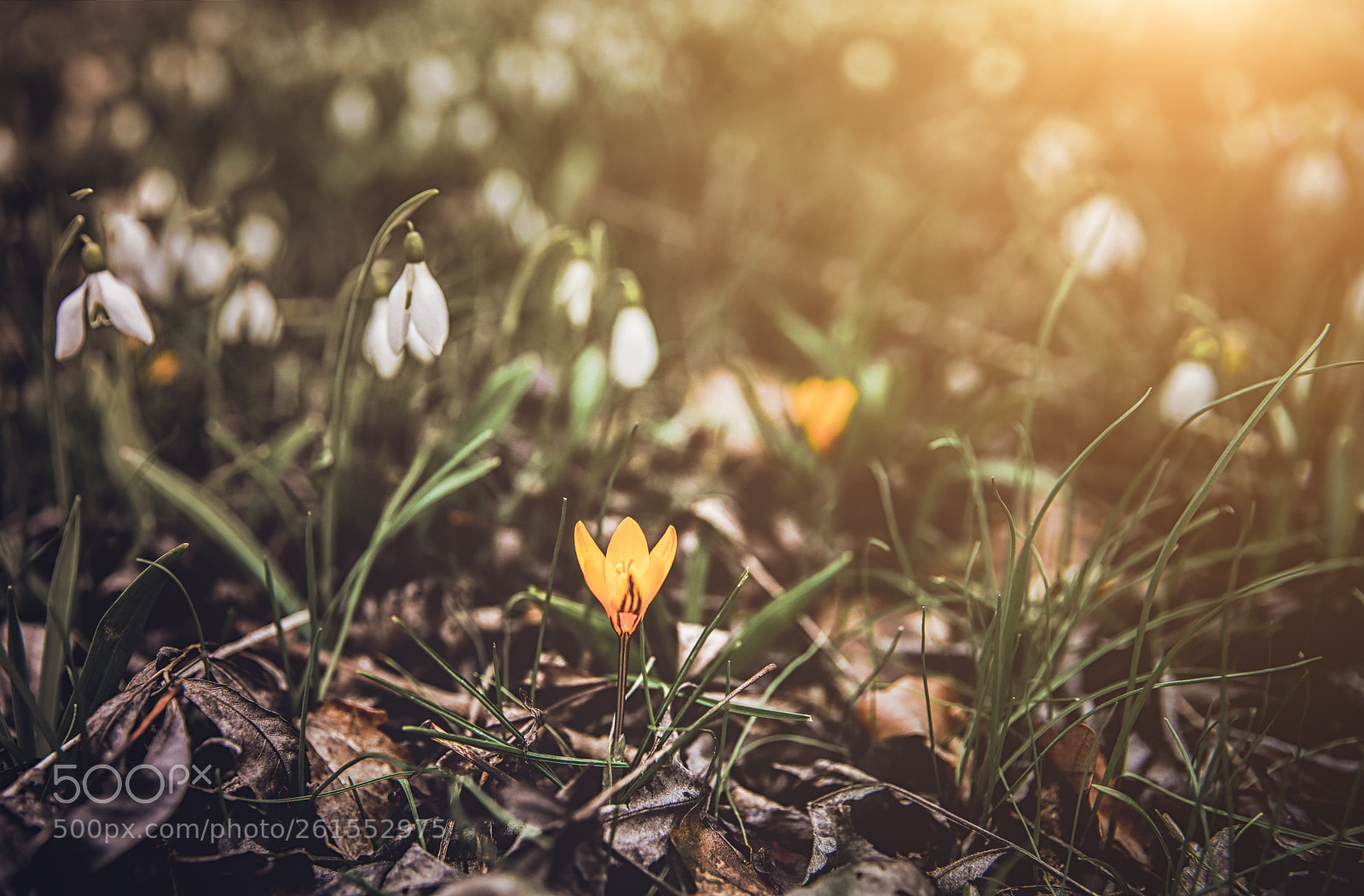 Canon EOS 6D sample photo. Snowflowers in crimea photography