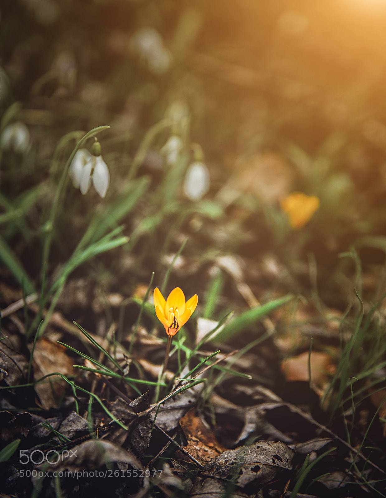 Canon EOS 6D sample photo. Spring flowers in crimea photography