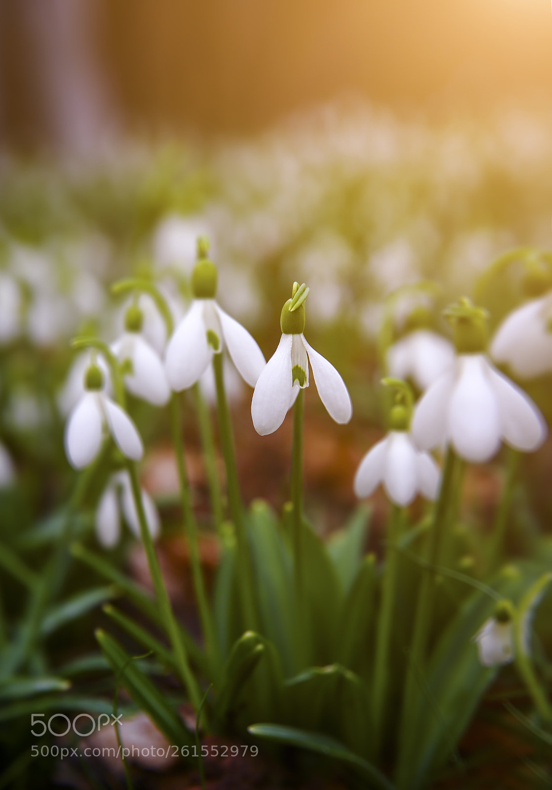 Canon EOS 6D sample photo. Snowdrops blooming field photography