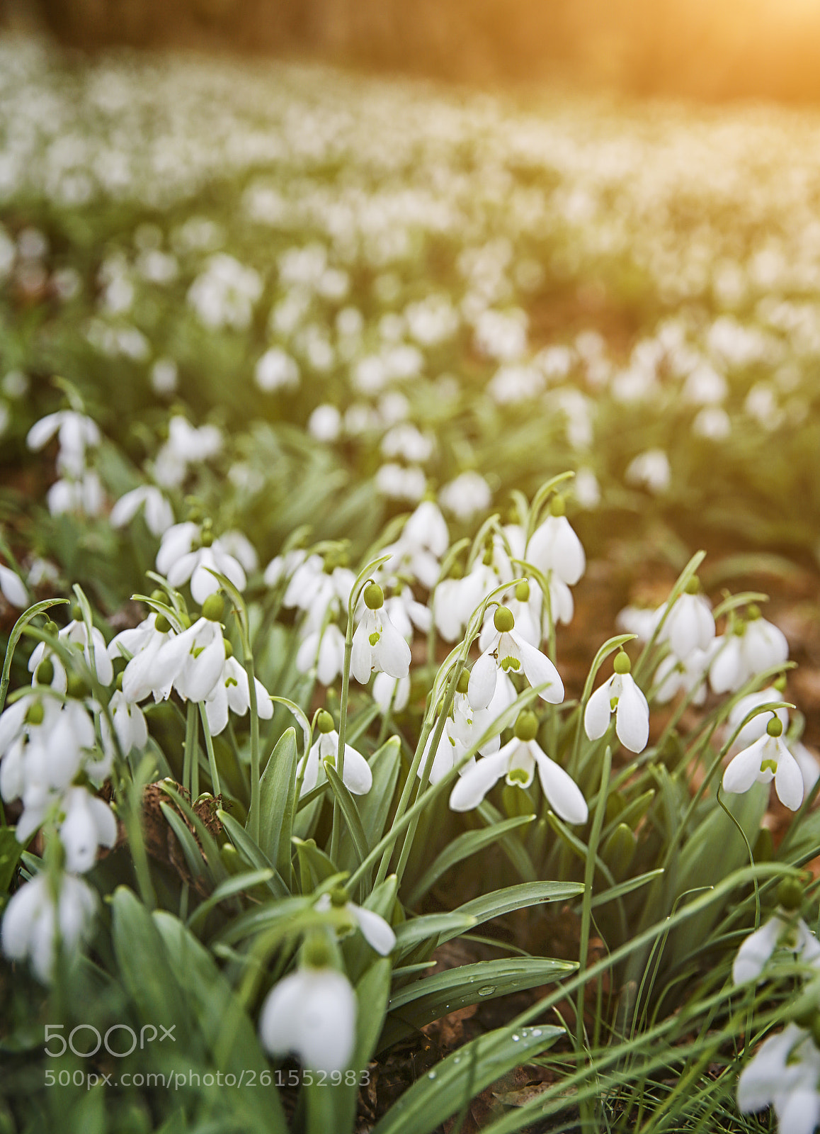 Canon EOS 6D sample photo. Snowdrop field in the photography