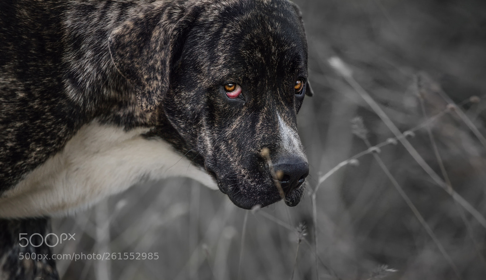Canon EOS 6D sample photo. Black dog portait, fila-brazilero photography