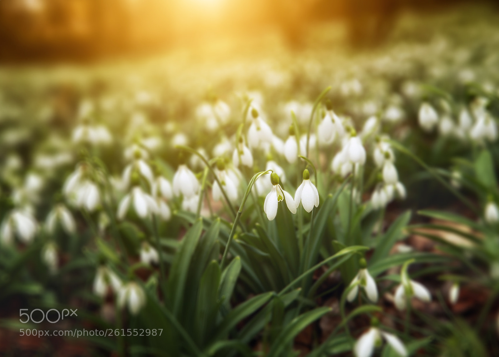Canon EOS 6D sample photo. Snowdrops blooming field photography