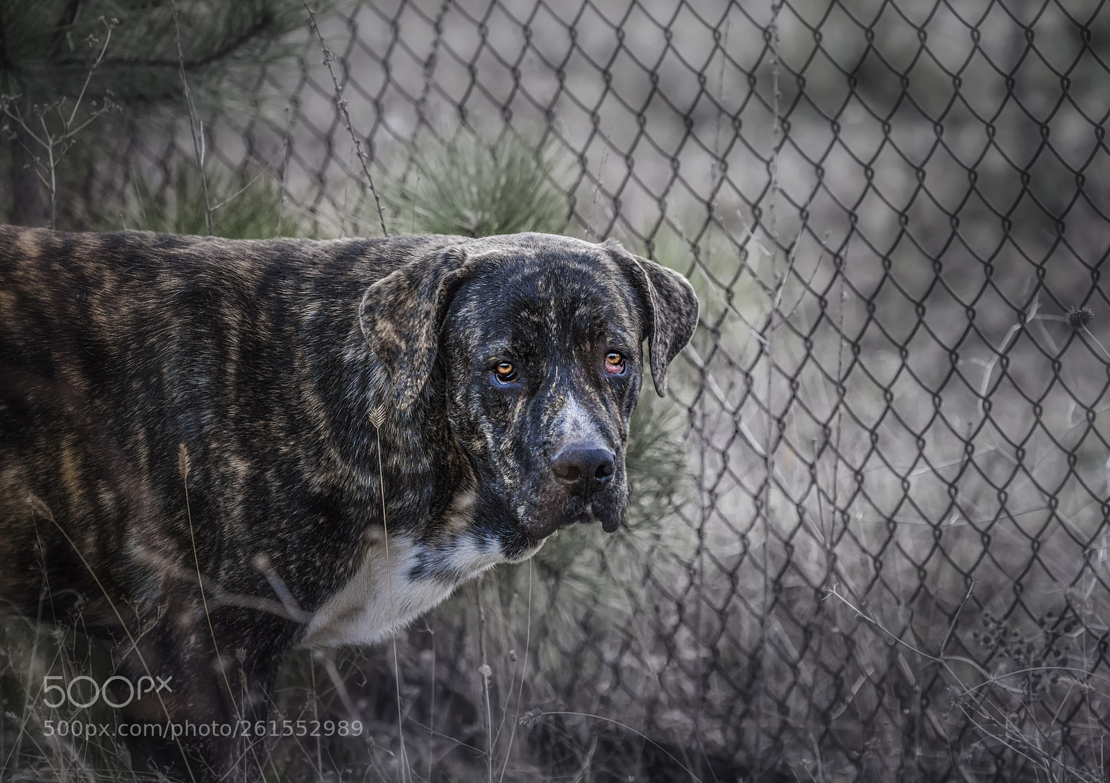 Canon EOS 6D sample photo. Black dog portait, fila-brazilero photography