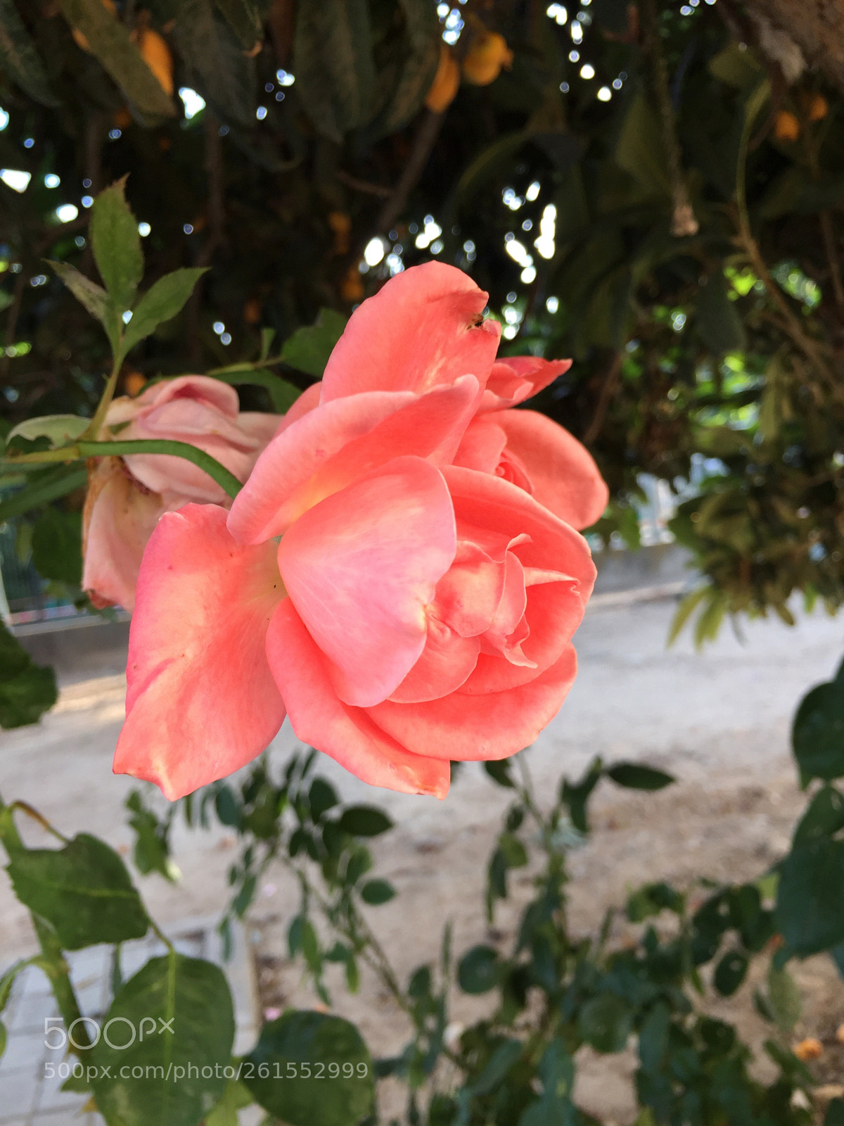 Apple iPhone 6 sample photo. Untitled photography