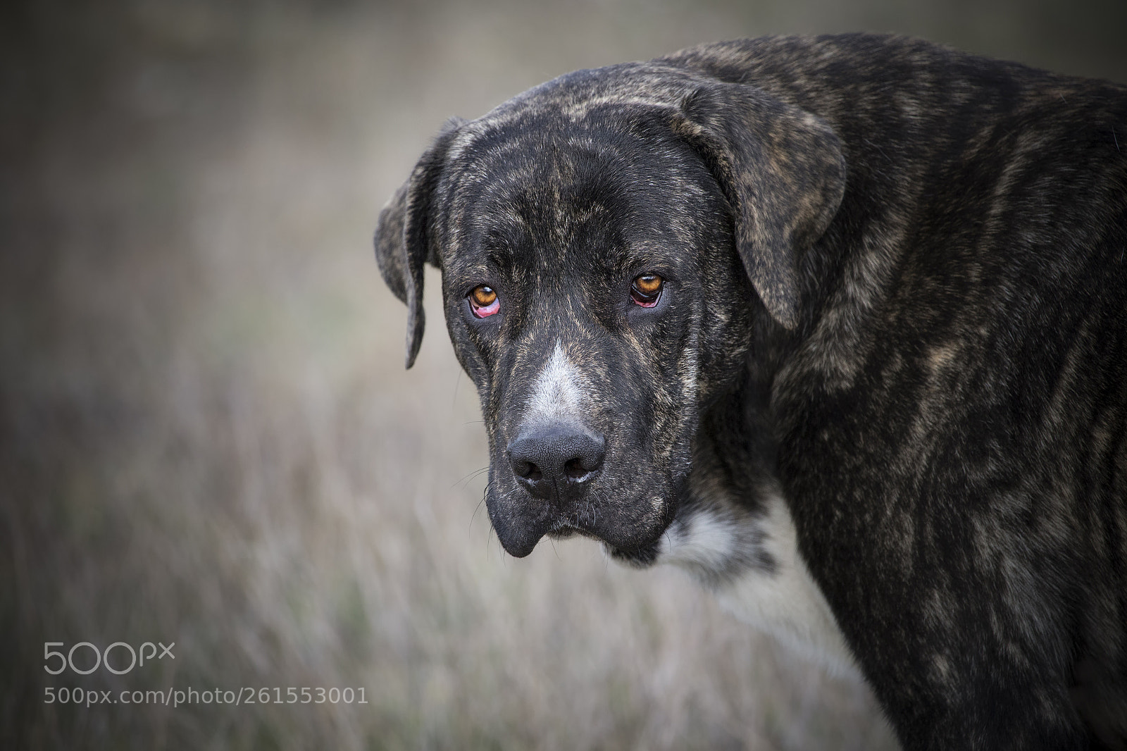Canon EOS 6D sample photo. Black dog portait, fila-brazilero photography